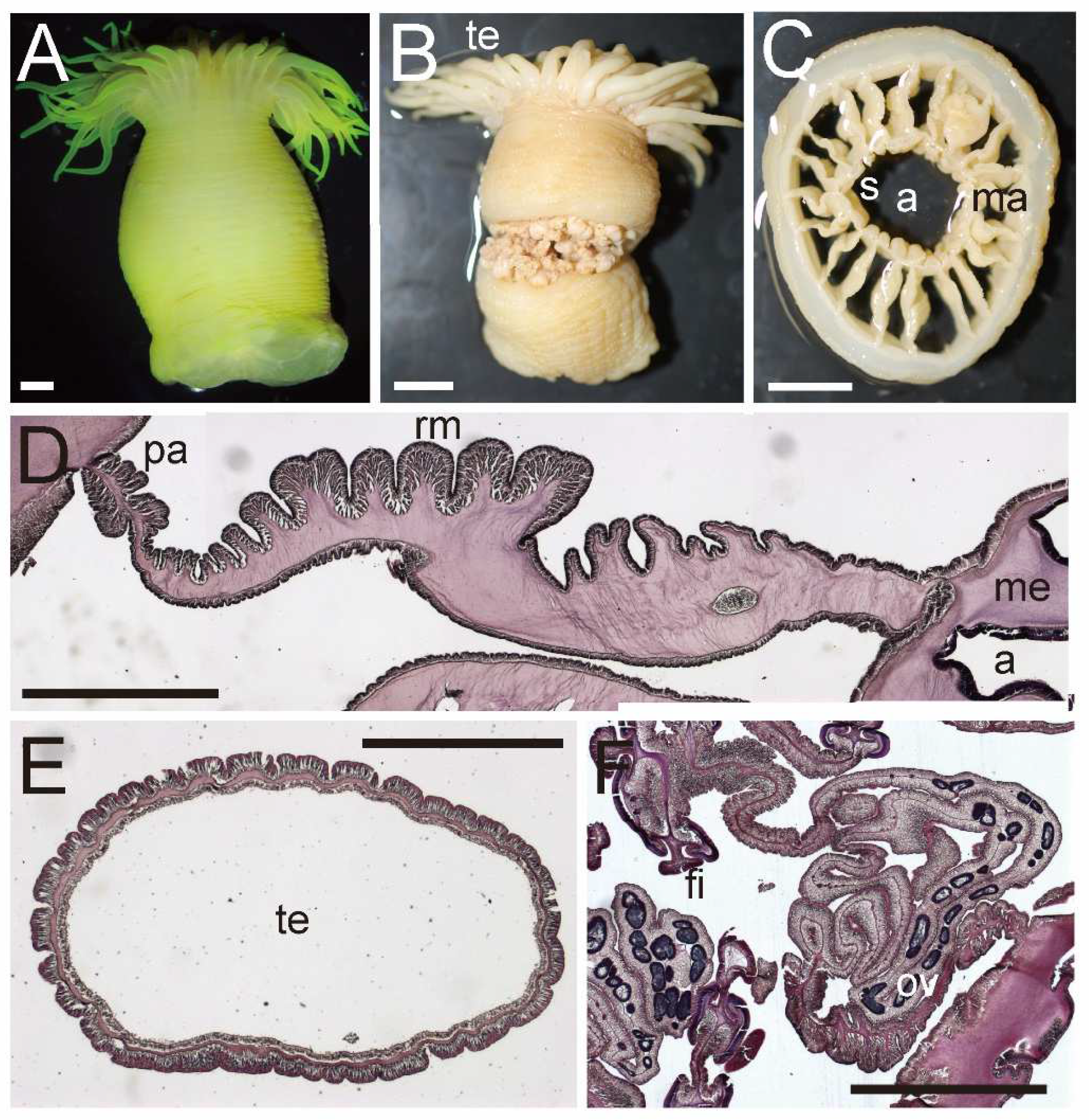 Diversity 15 00773 g014 550