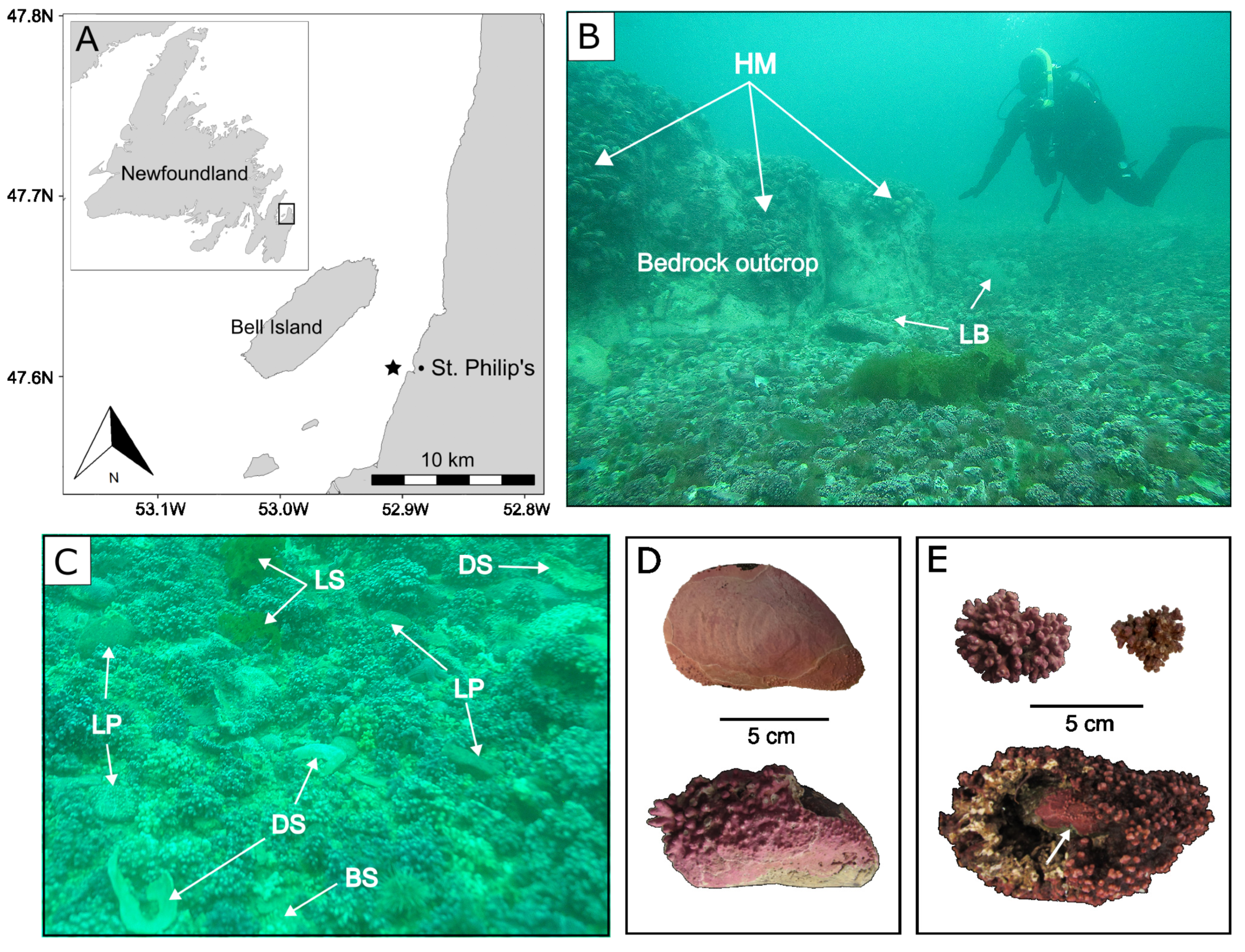 Diversity 15 00774 g001 Diversity 15 00774 g001