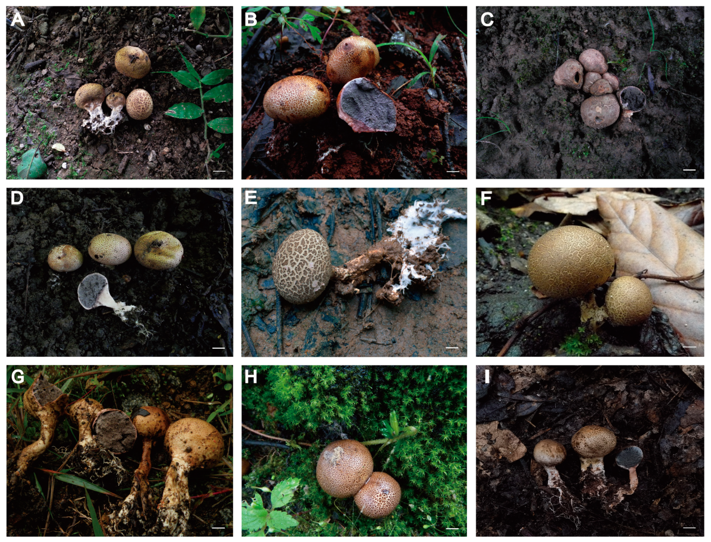 Diversity 15 00775 g002 Diversity 15 00775 g002