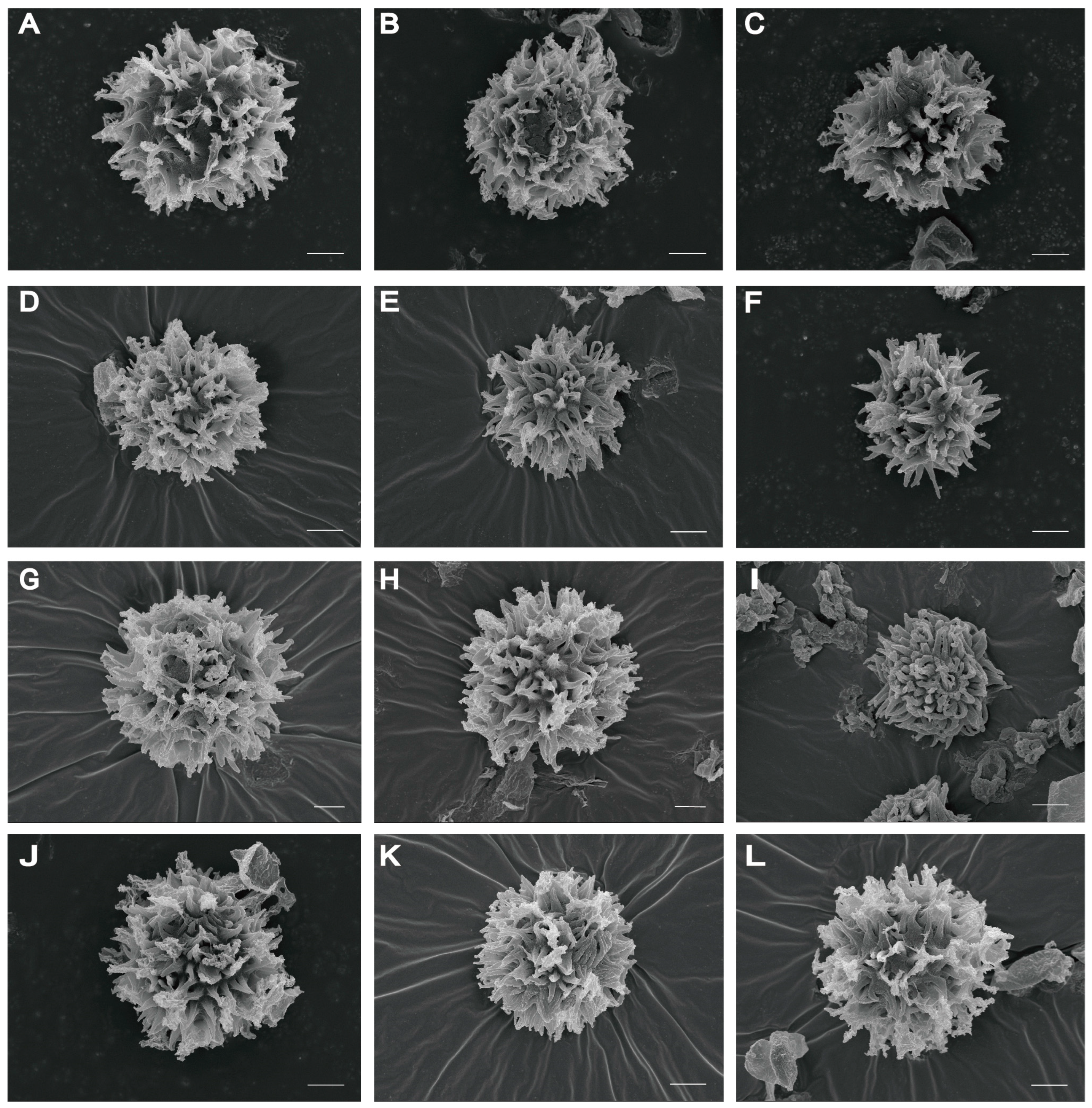 Diversity 15 00775 g003 Diversity 15 00775 g003