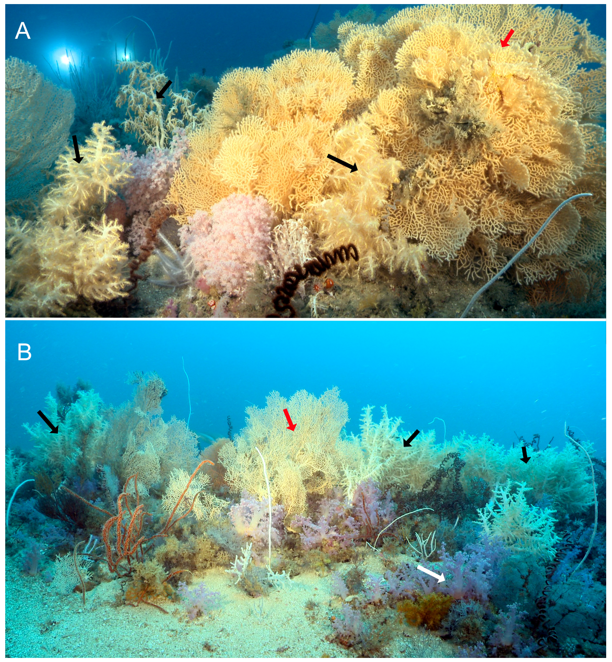 Diversity 15 00779 g002 Diversity 15 00779 g002