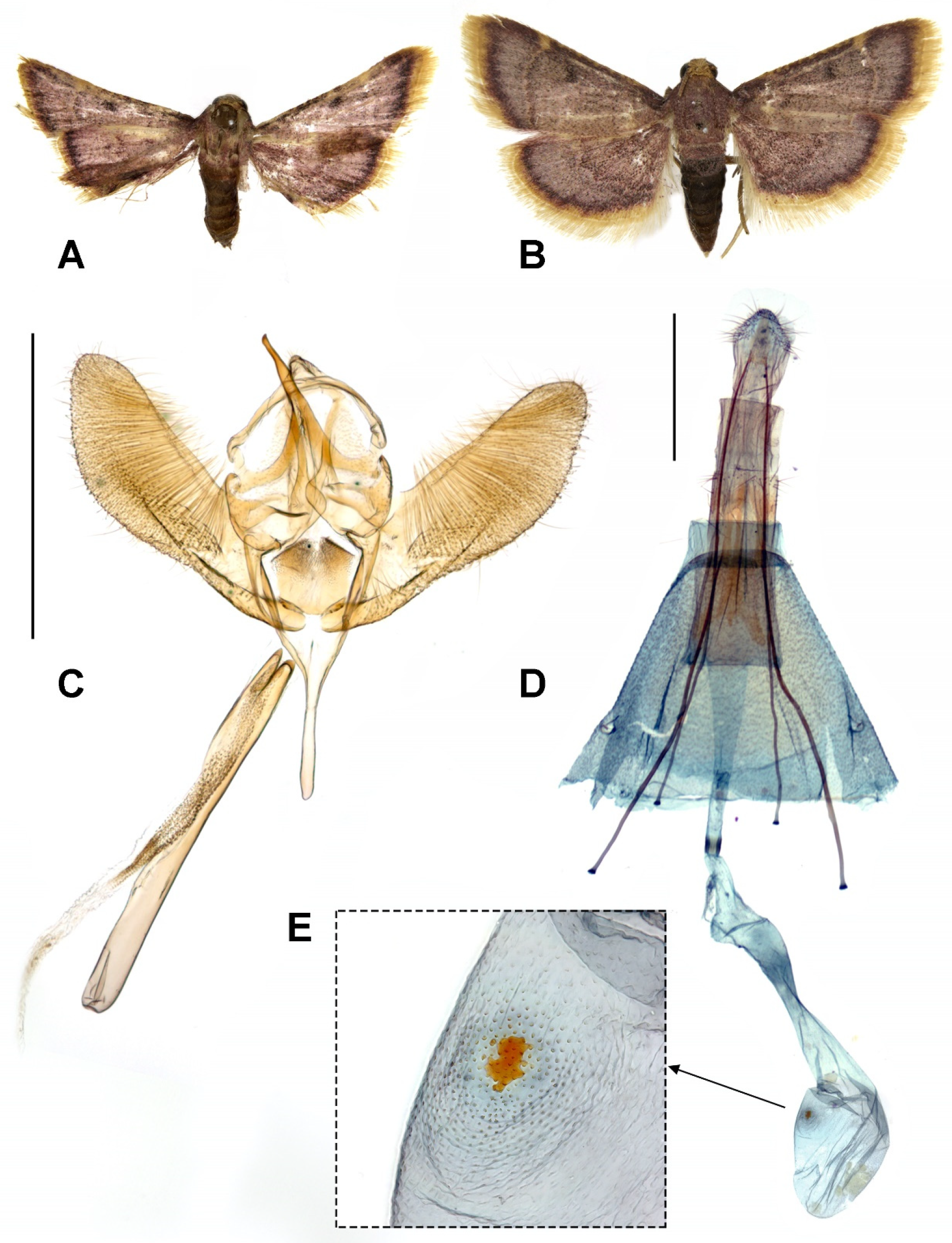 Diversity 15 00789 g001 Diversity 15 00789 g001