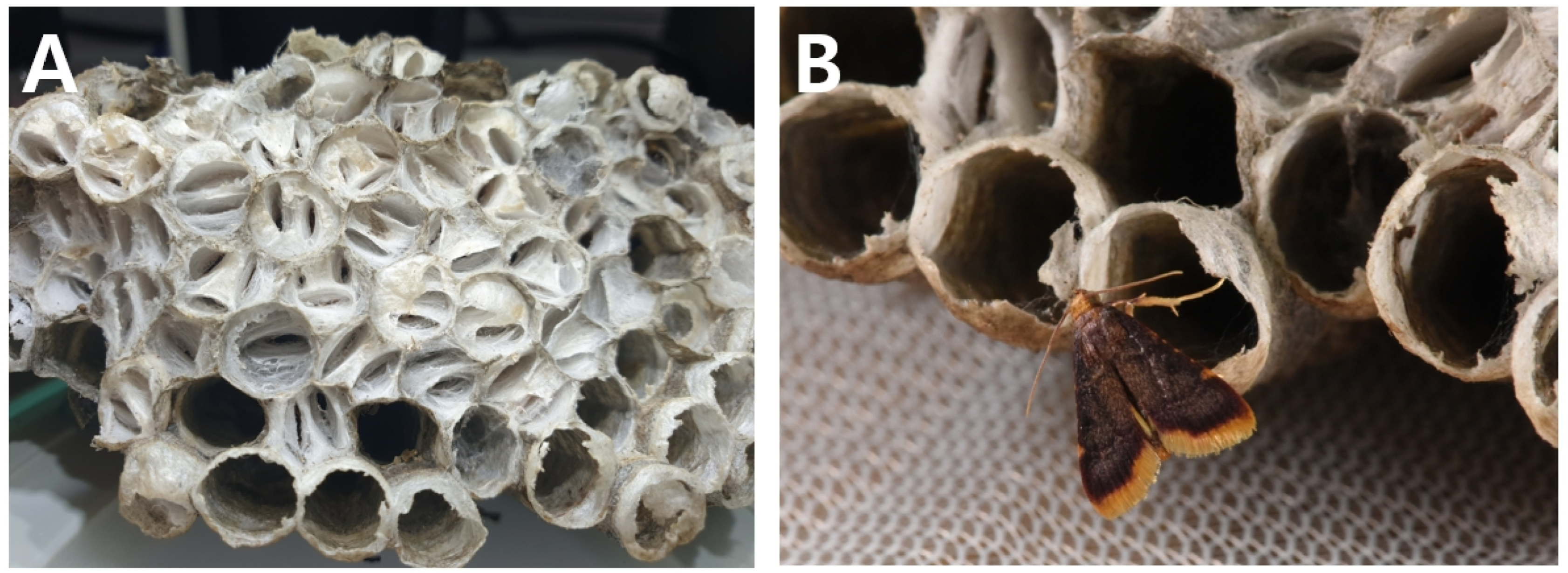 Diversity 15 00789 g005 Diversity 15 00789 g005