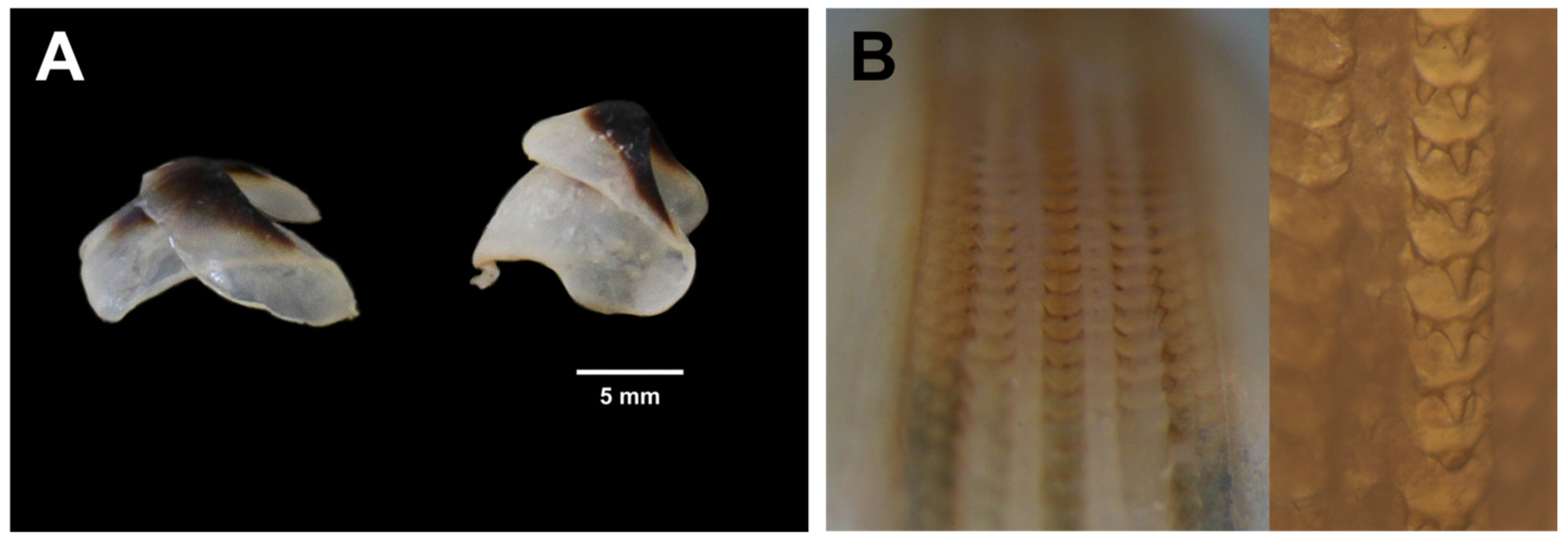 Diversity 15 00794 g004 Diversity 15 00794 g004