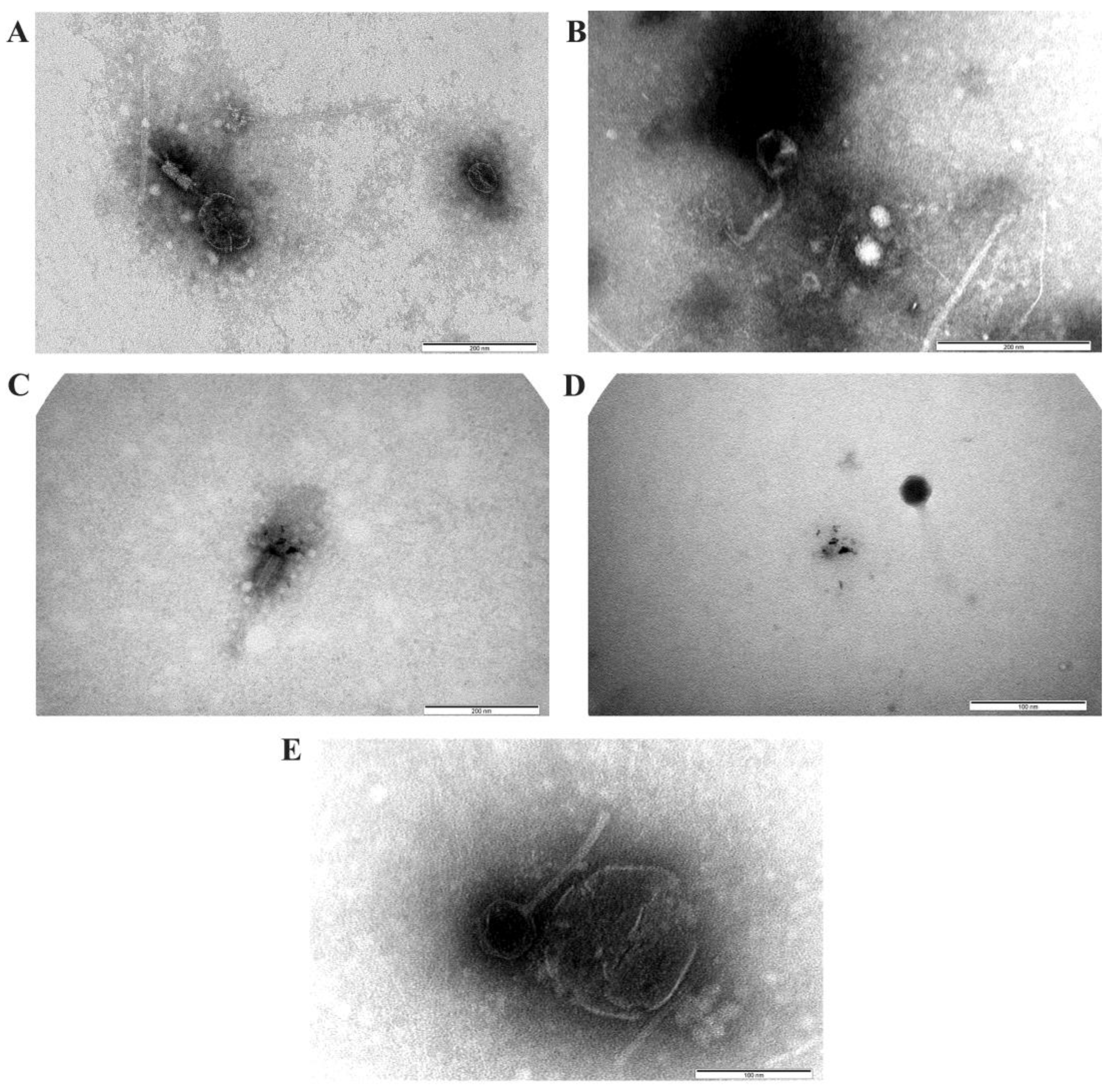 Diversity 15 00813 g002 Diversity 15 00813 g002