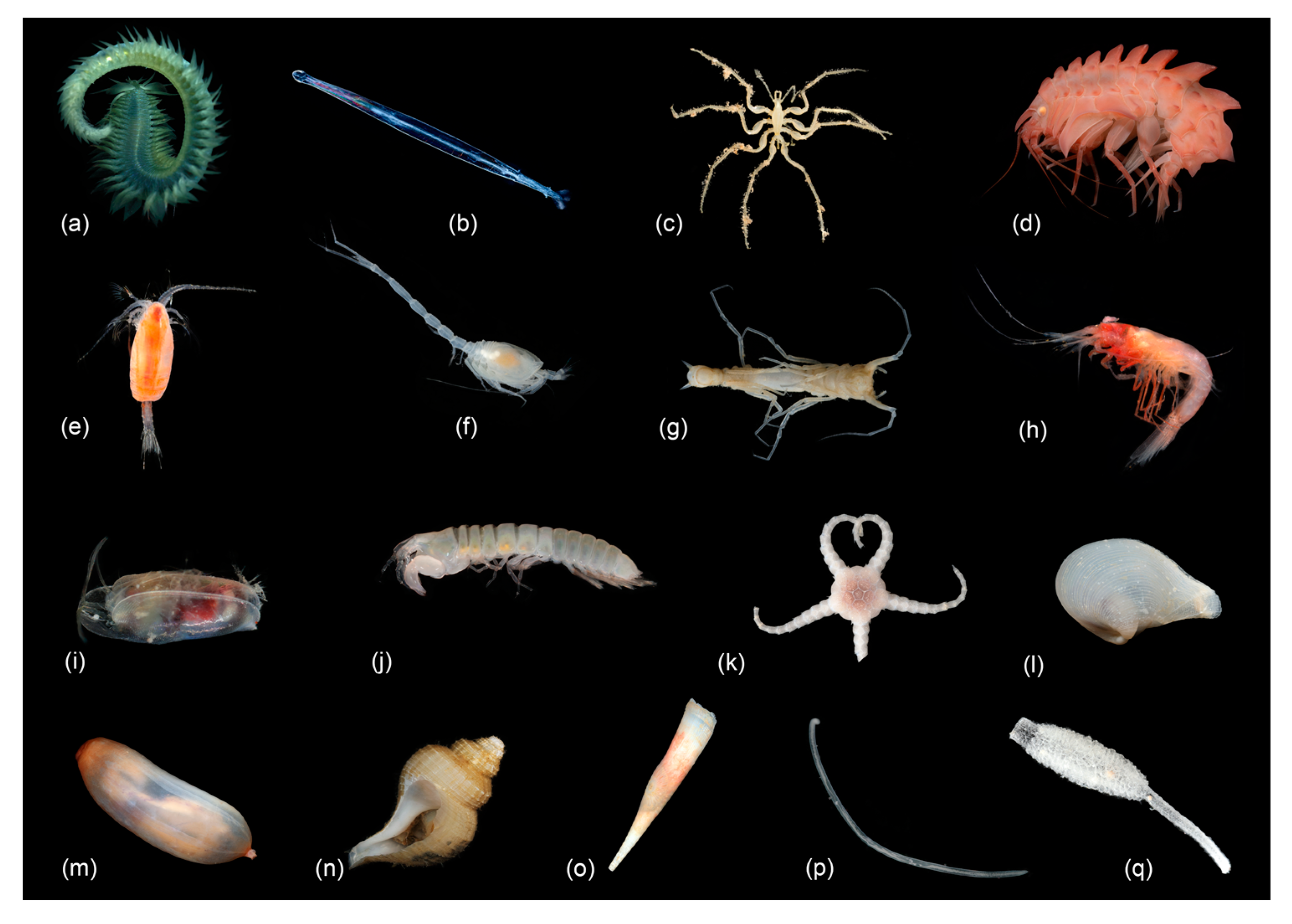 Diversity 15 00814 g002 Diversity 15 00814 g002