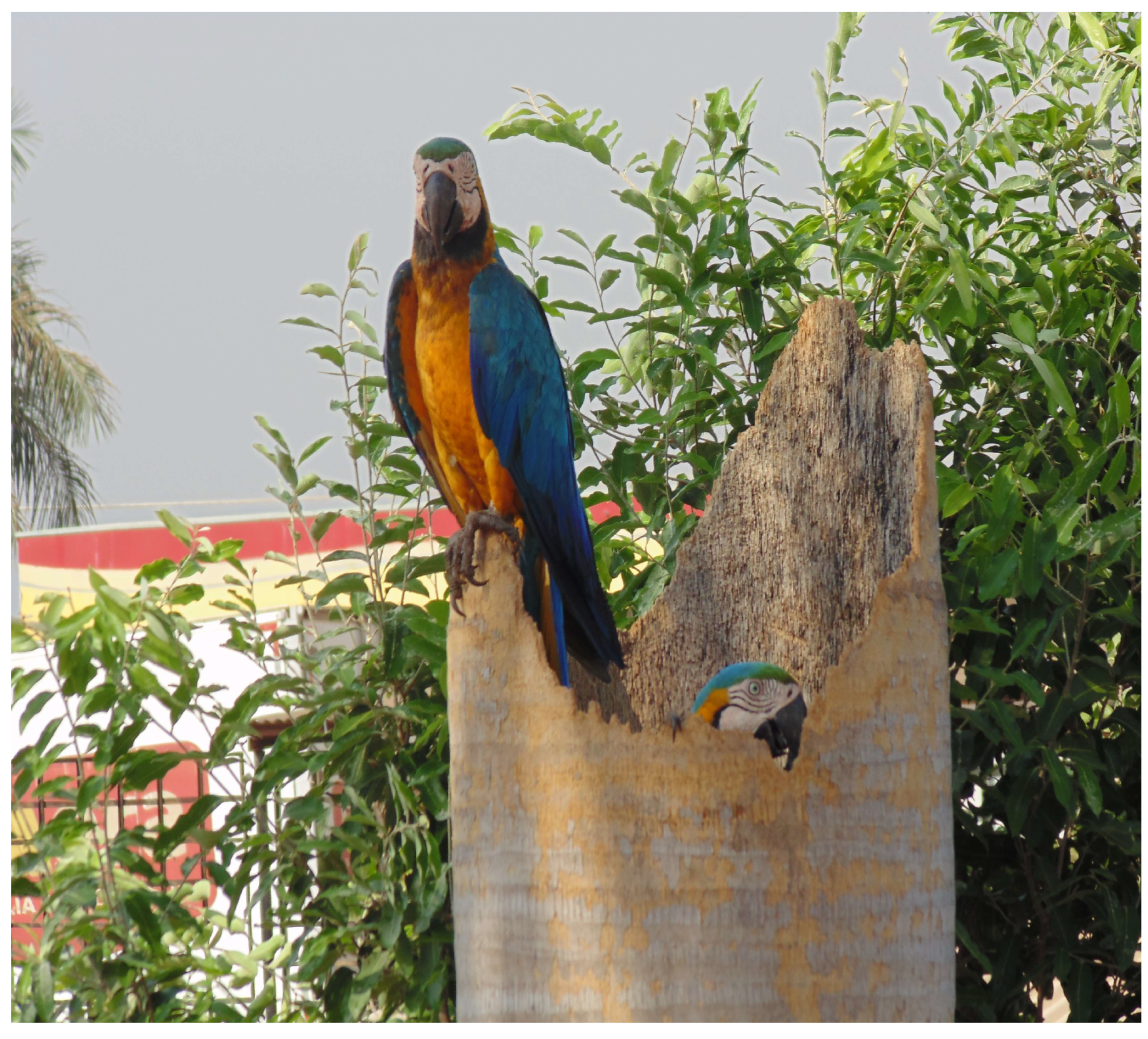 Diversity 15 00815 g006 Diversity 15 00815 g006