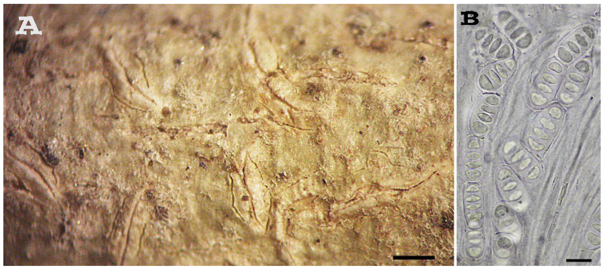 Diversity 15 00817 g002