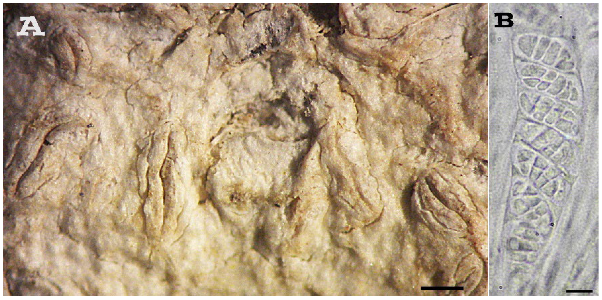 Diversity 15 00817 g003