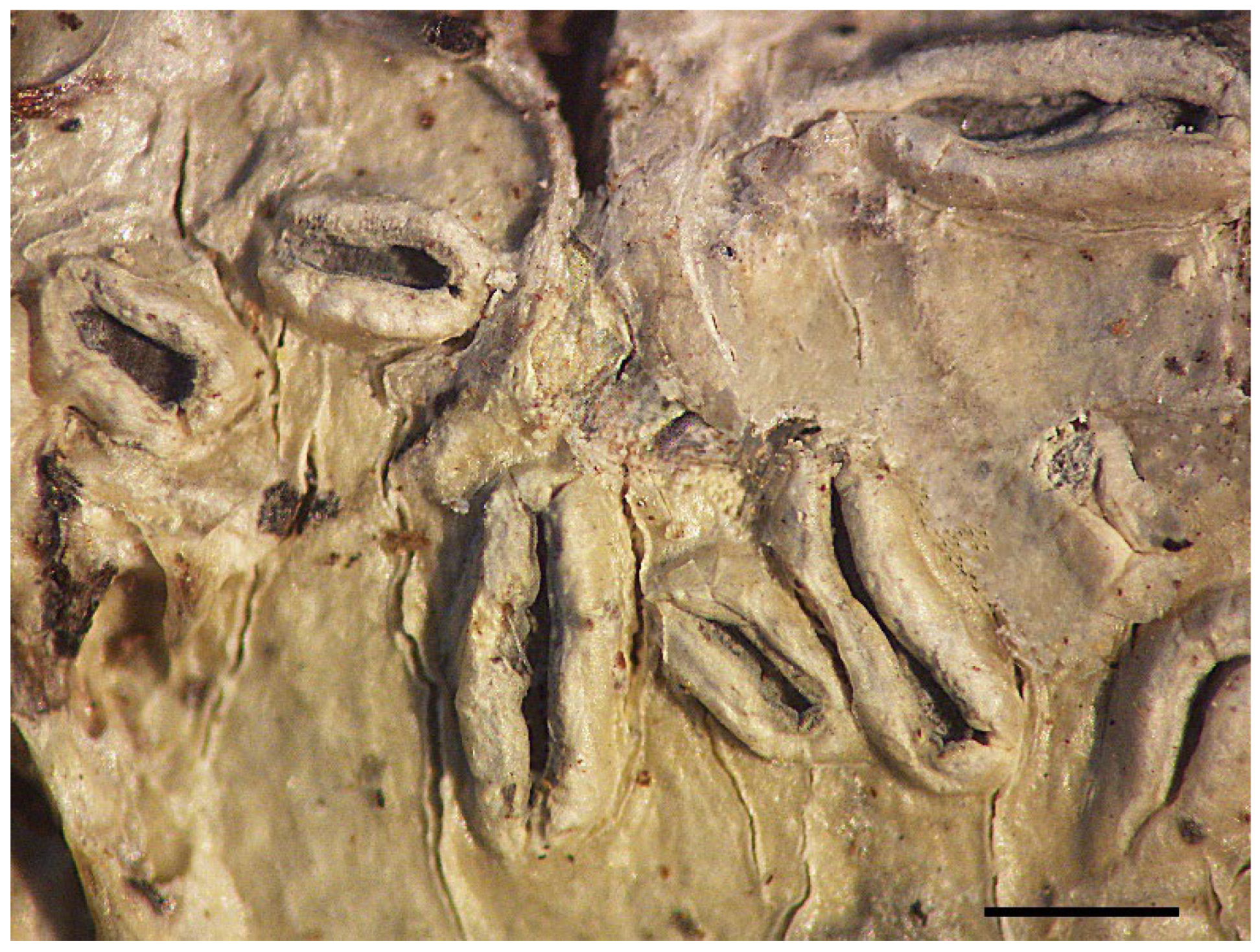 Diversity 15 00817 g005