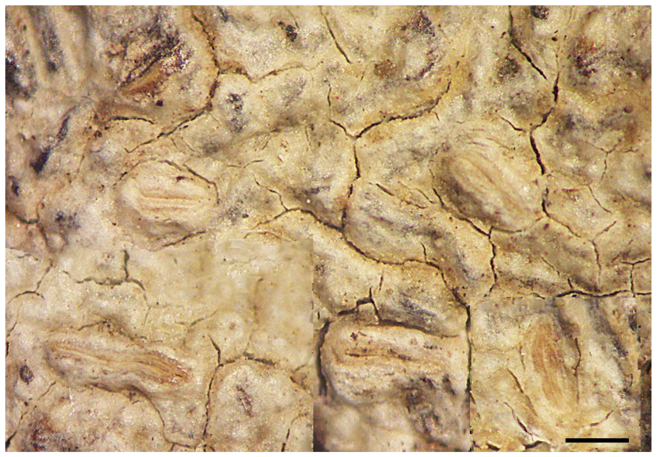 Diversity 15 00817 g007