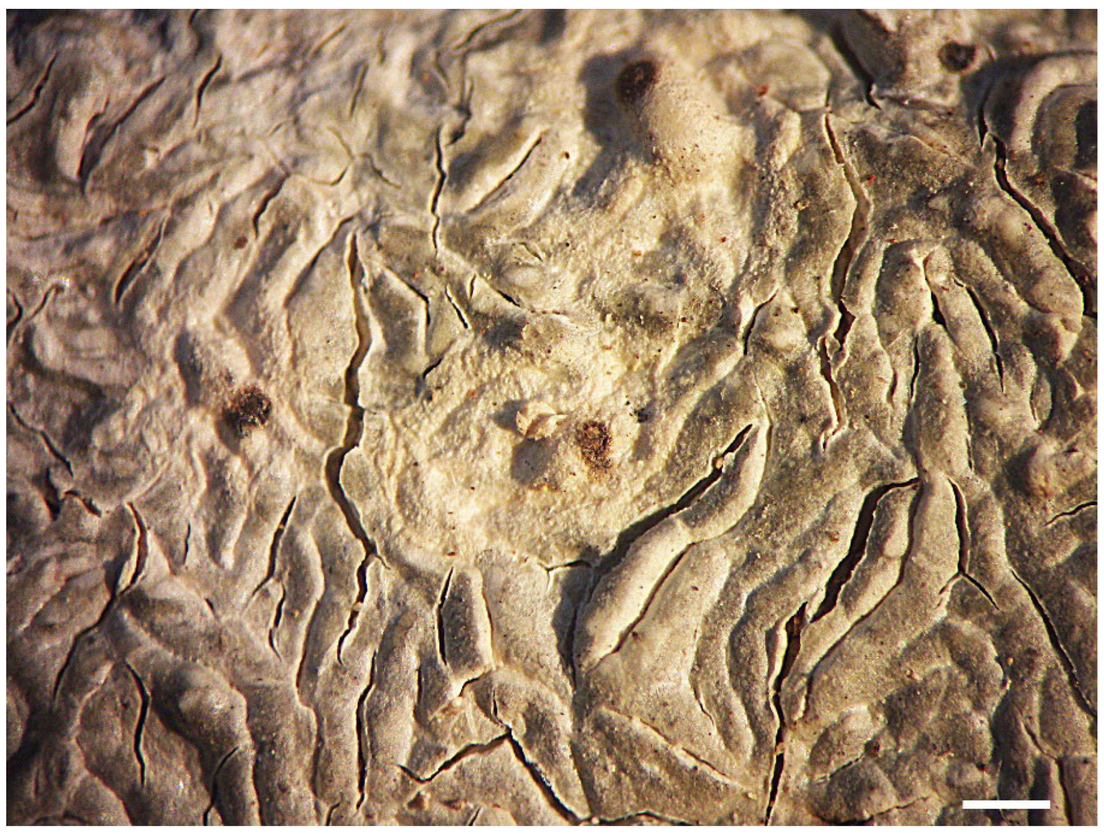 Diversity 15 00817 g008