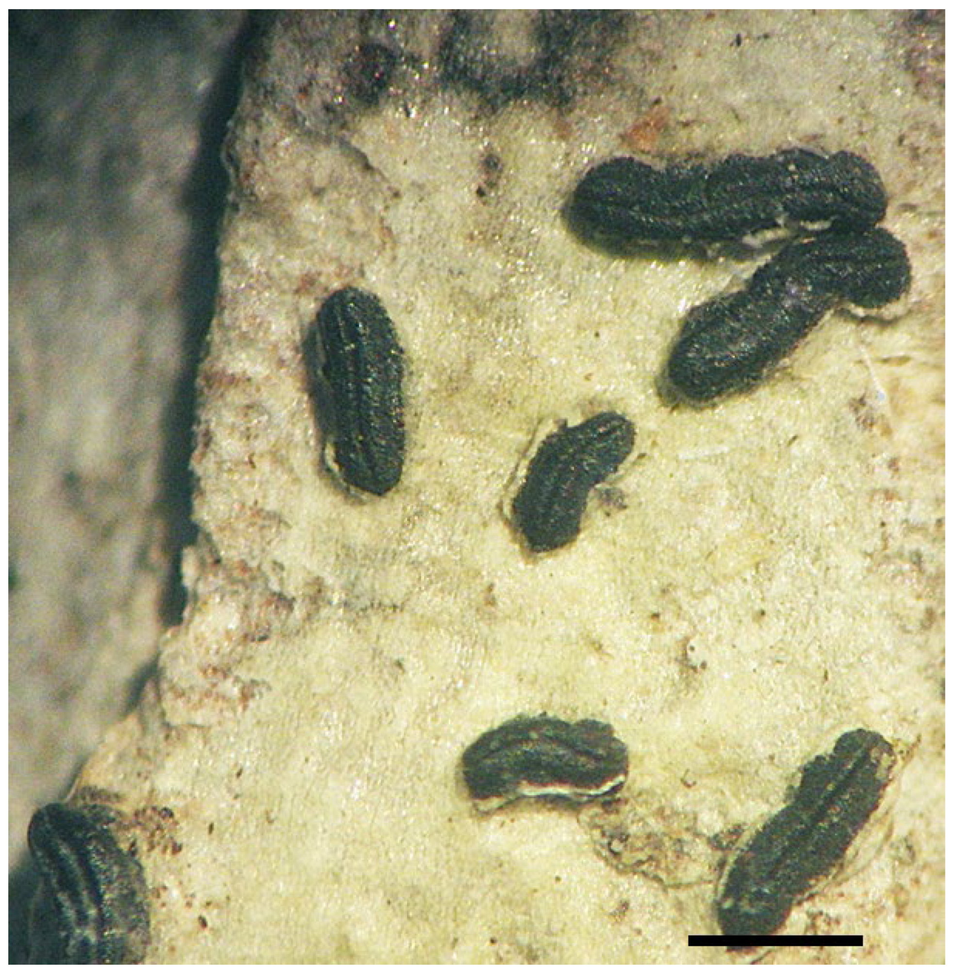 Diversity 15 00817 g009