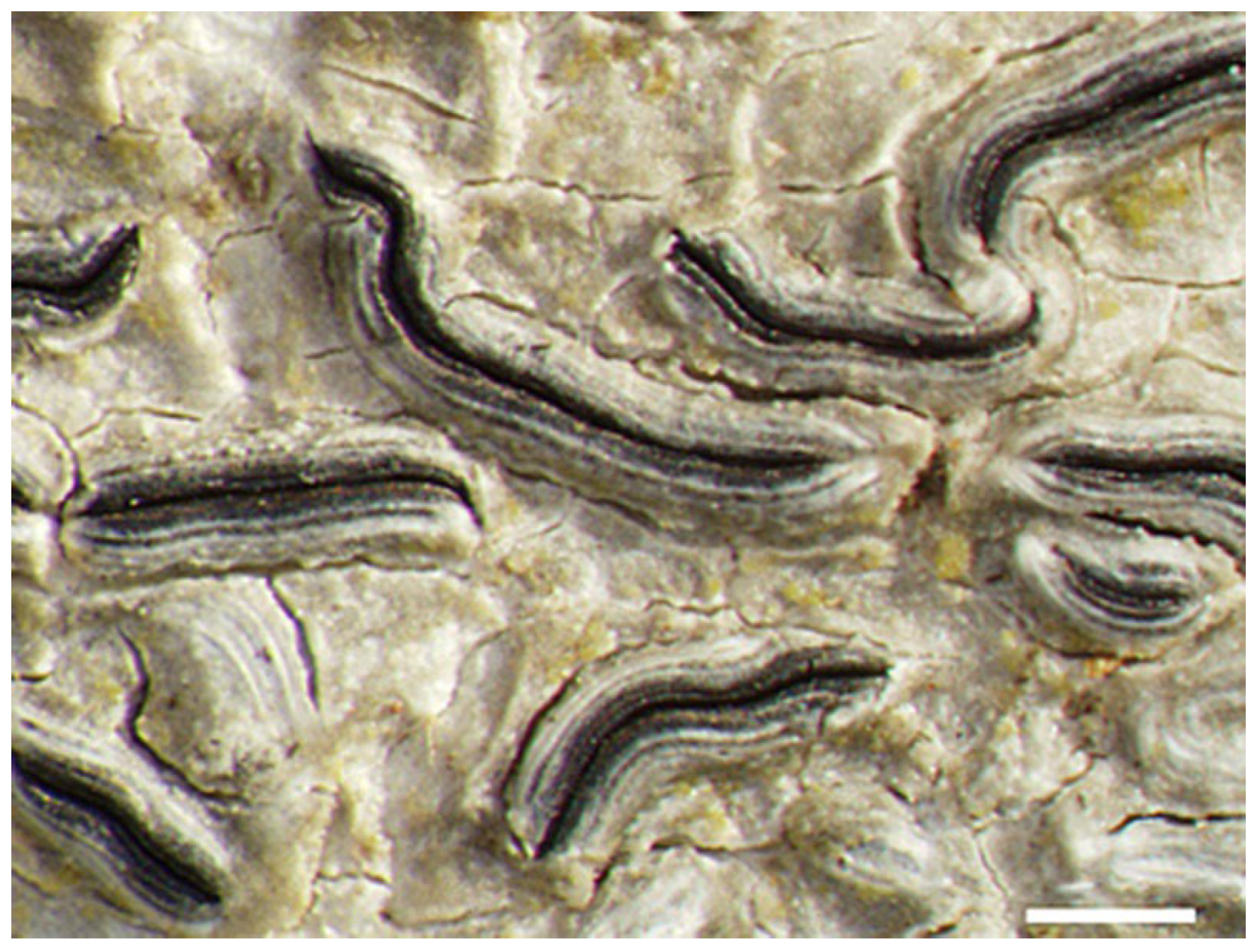 Diversity 15 00817 g011