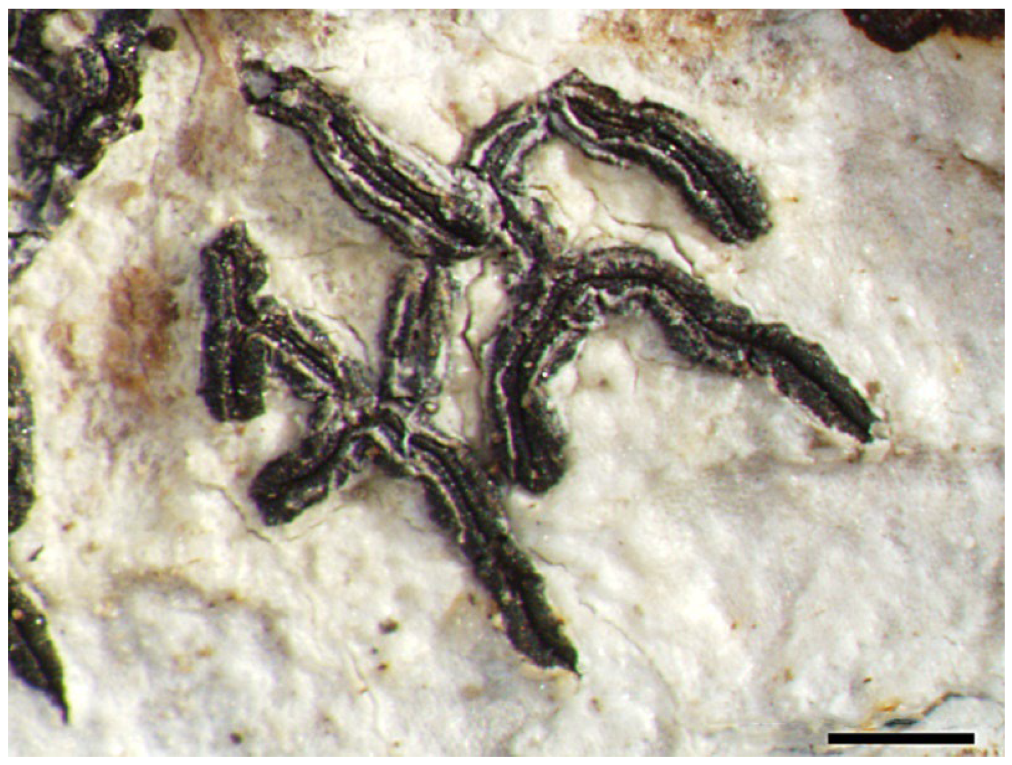 Diversity 15 00817 g012