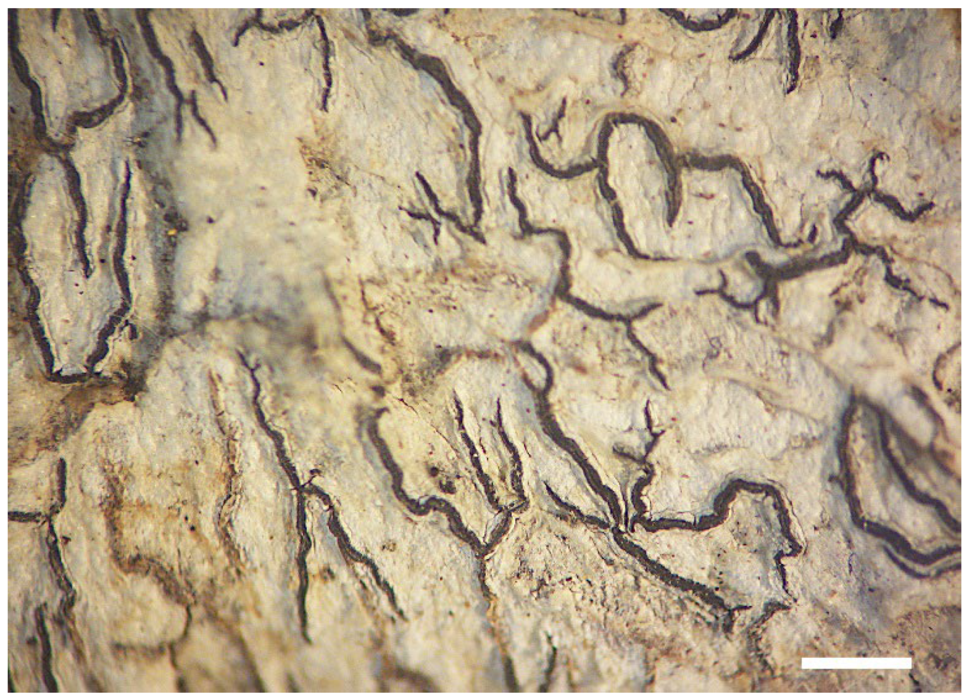 Diversity 15 00817 g013