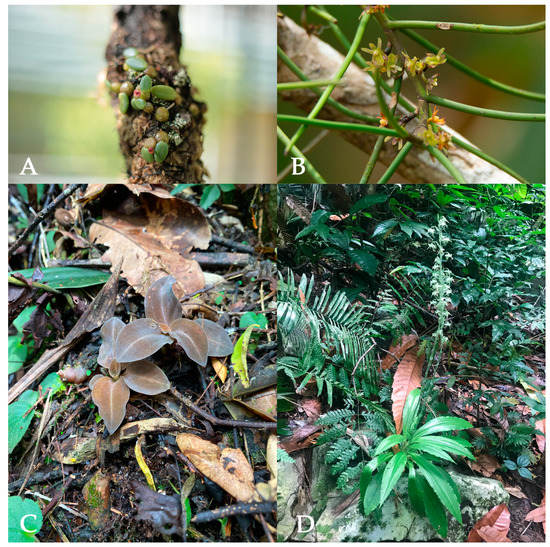 Diversity Free FullText Unveiling Limestone Orchid Hotspots in the Karst Hills of Northern