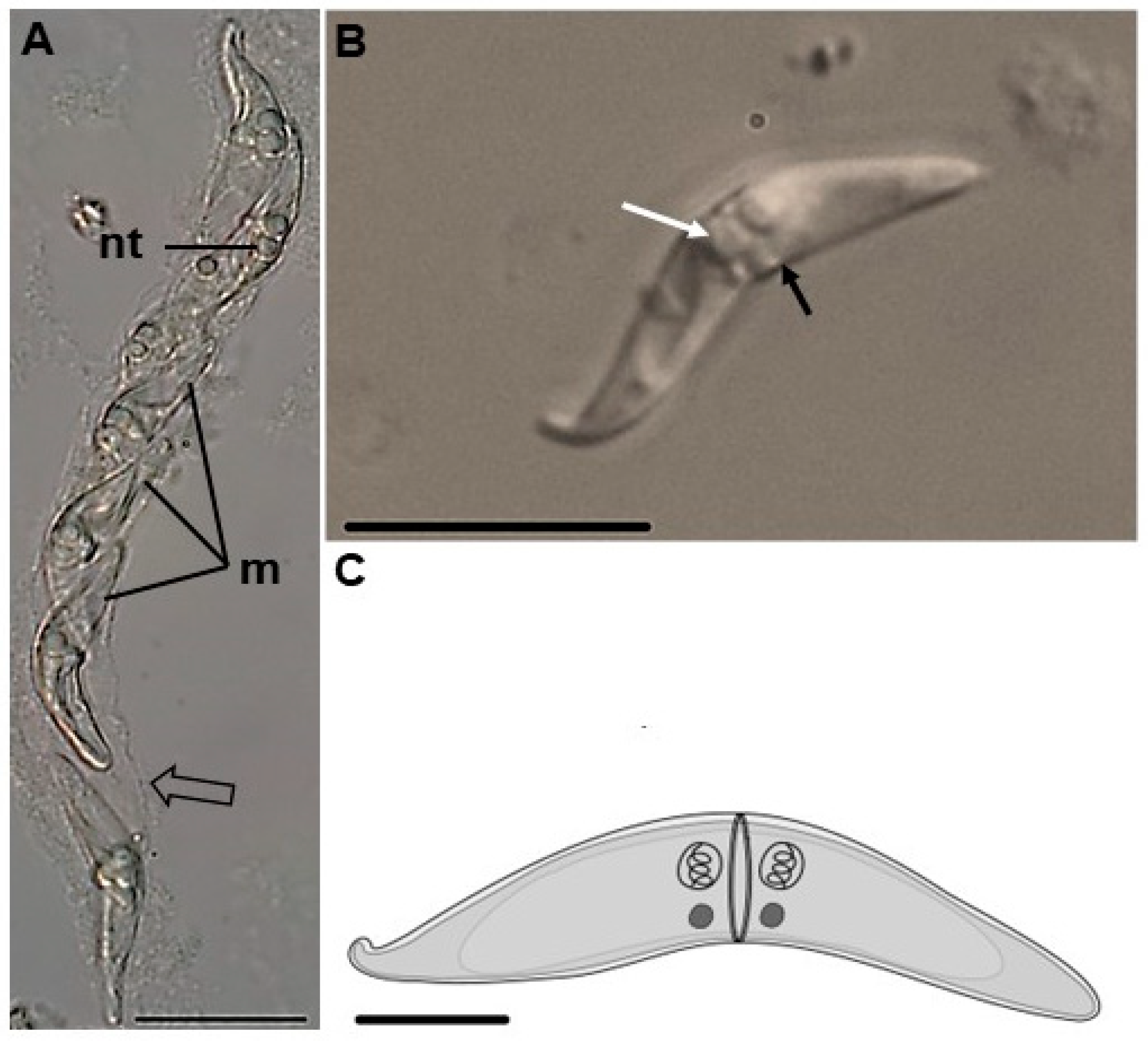 Diversity 15 00830 g001 Diversity 15 00830 g001