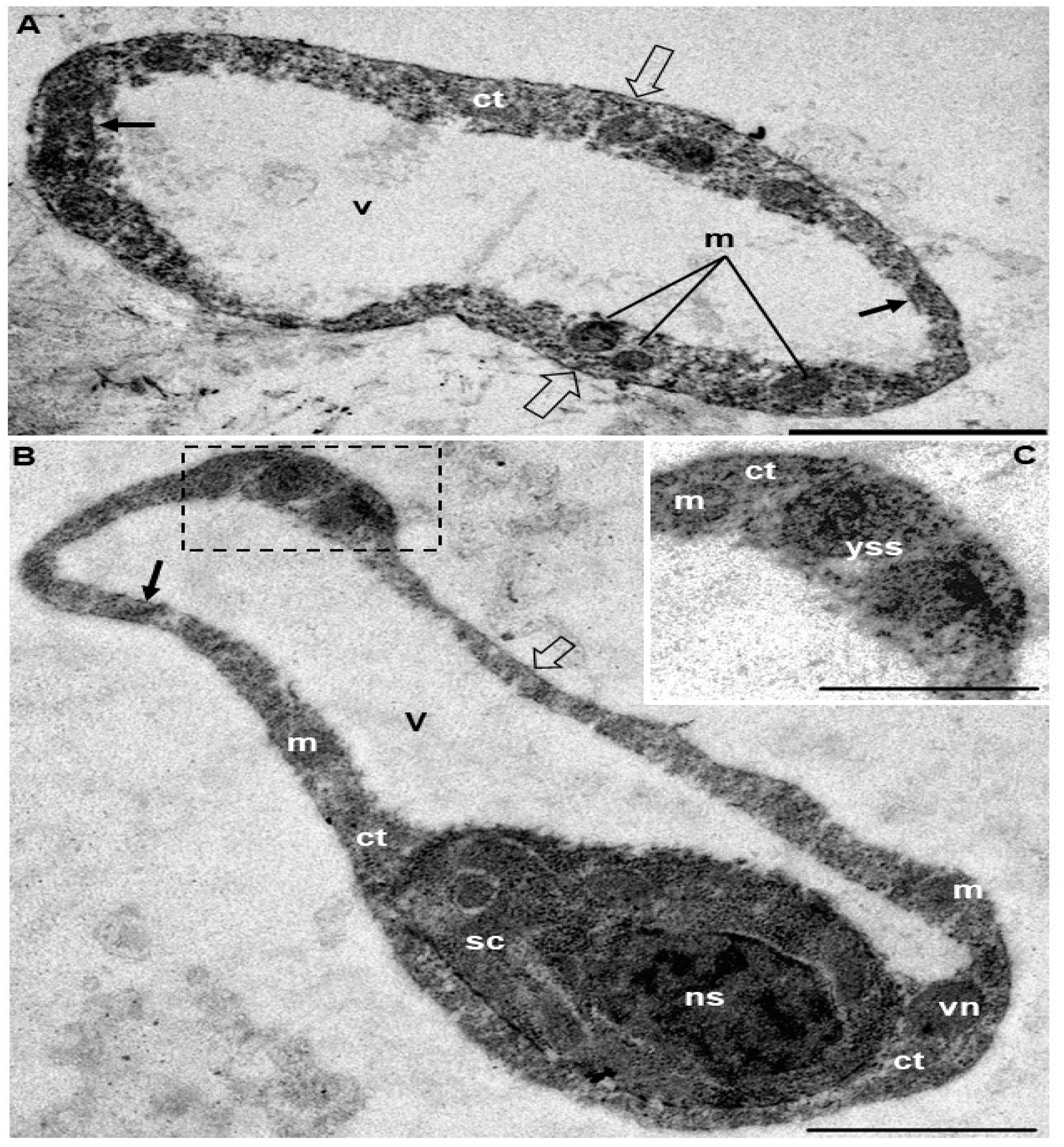 Diversity 15 00830 g002 Diversity 15 00830 g002