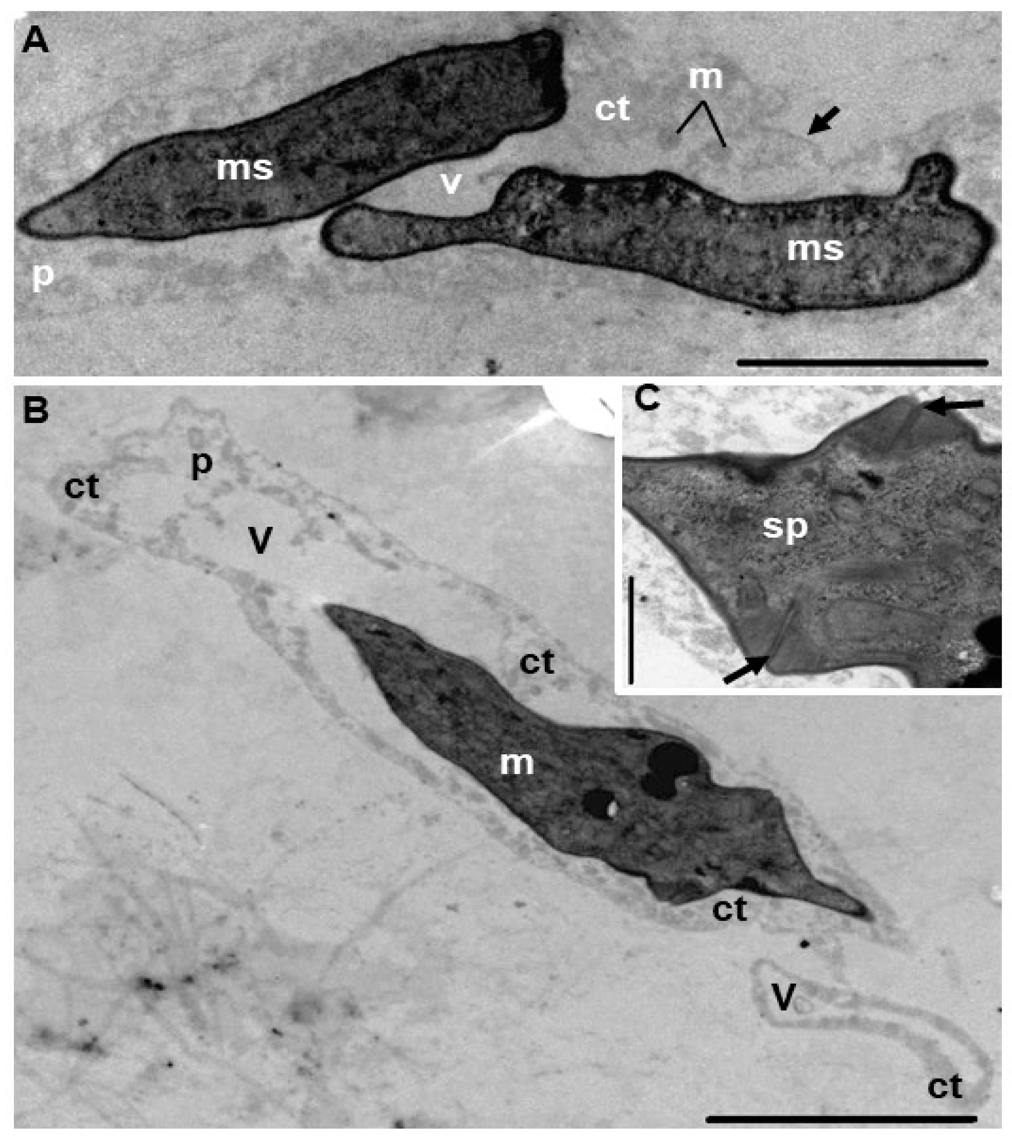 Diversity 15 00830 g003 Diversity 15 00830 g003