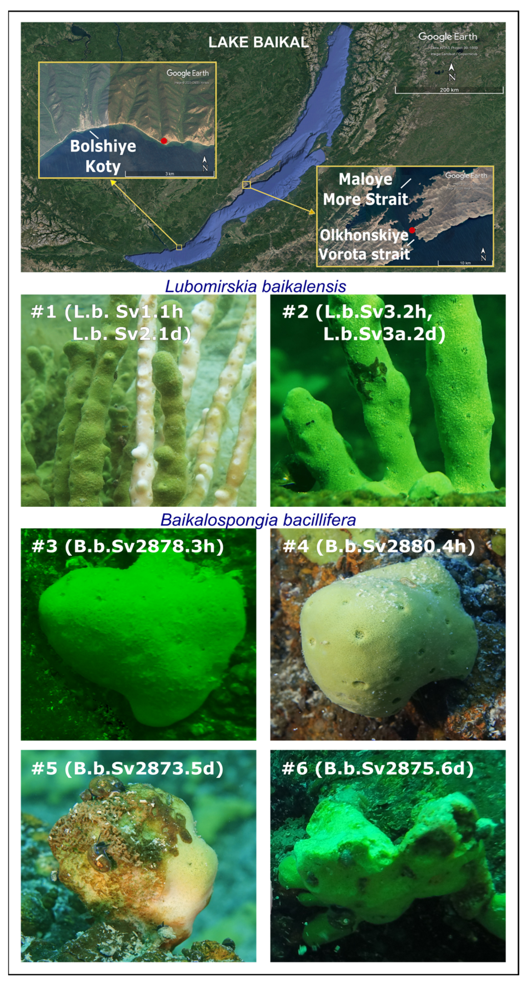 Diversity 15 00835 g001 Diversity 15 00835 g001