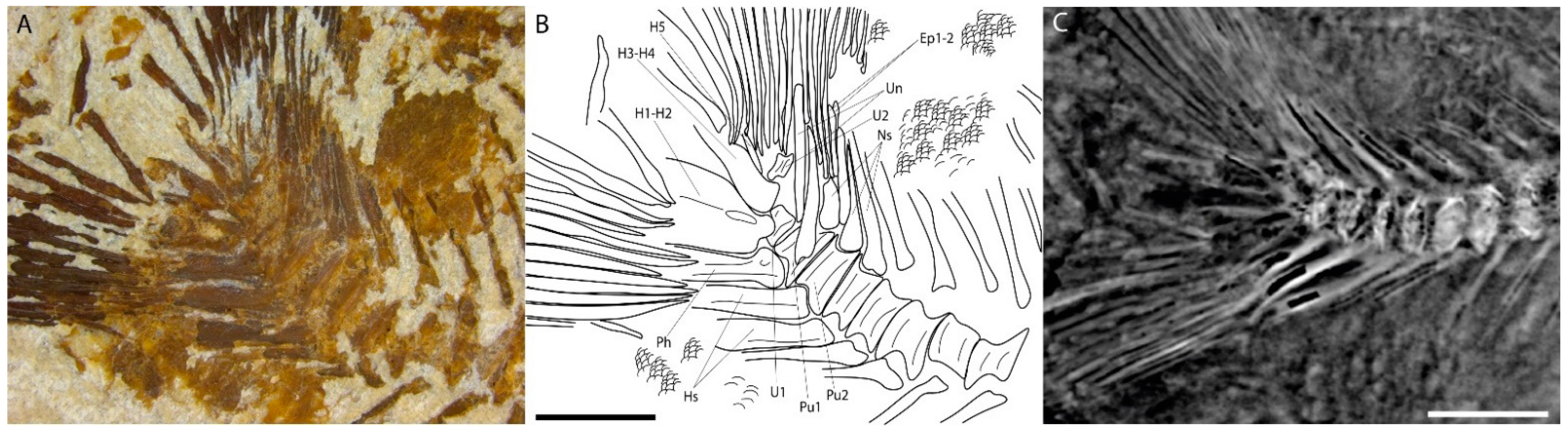 Diversity 15 00839 g003