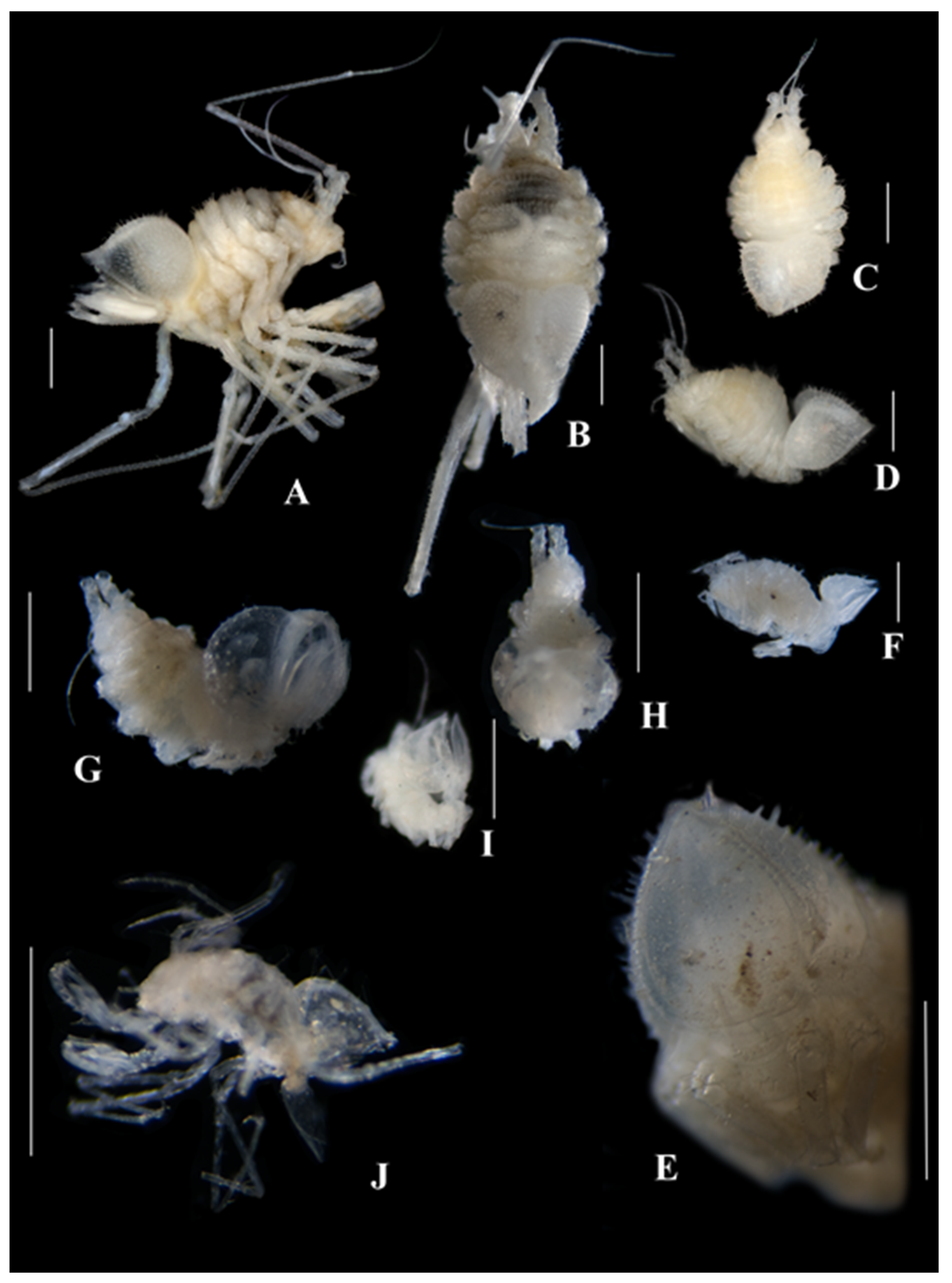 Diversity 15 00850 g002 Diversity 15 00850 g002