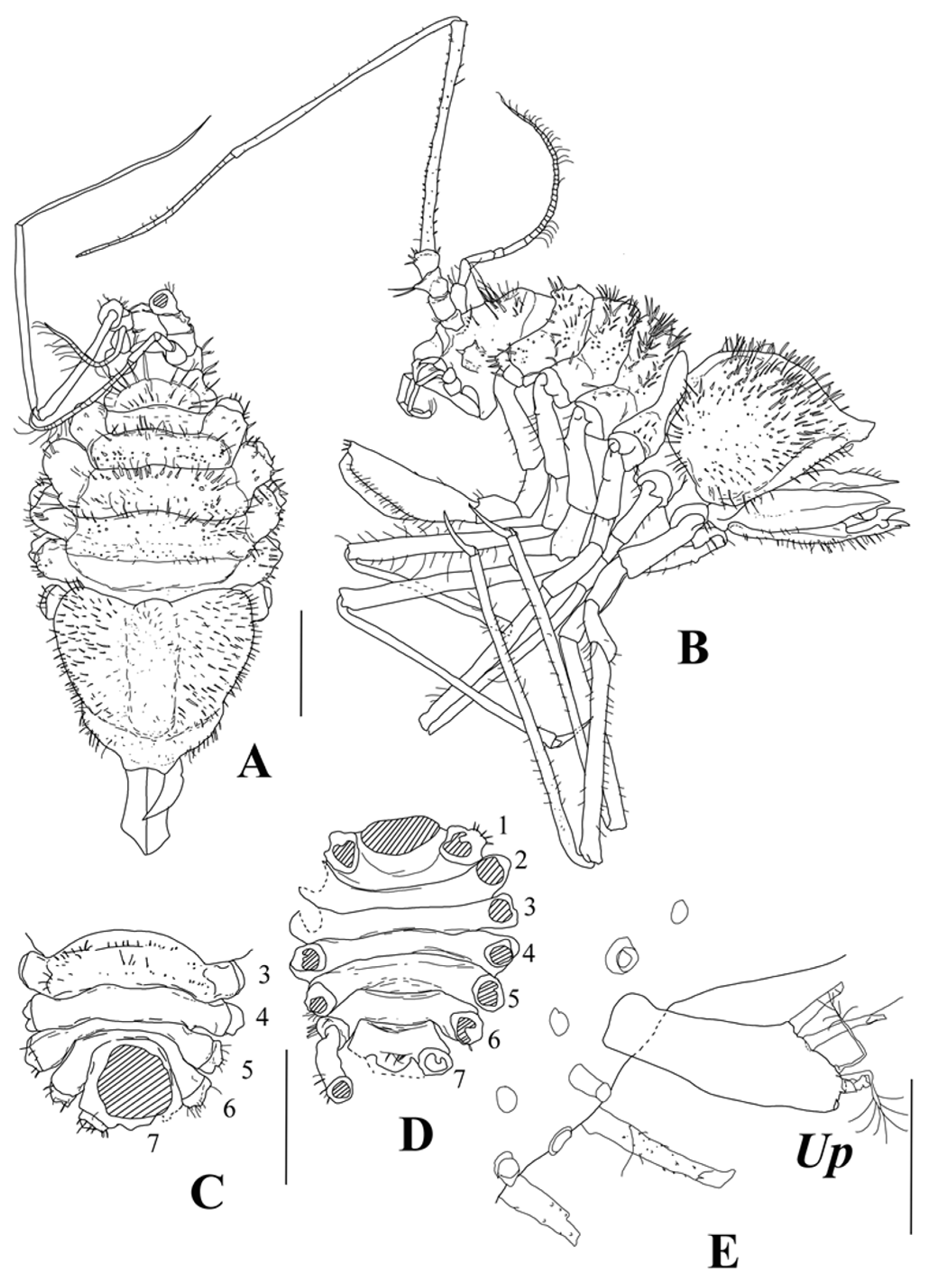 Diversity 15 00850 g005 Diversity 15 00850 g005