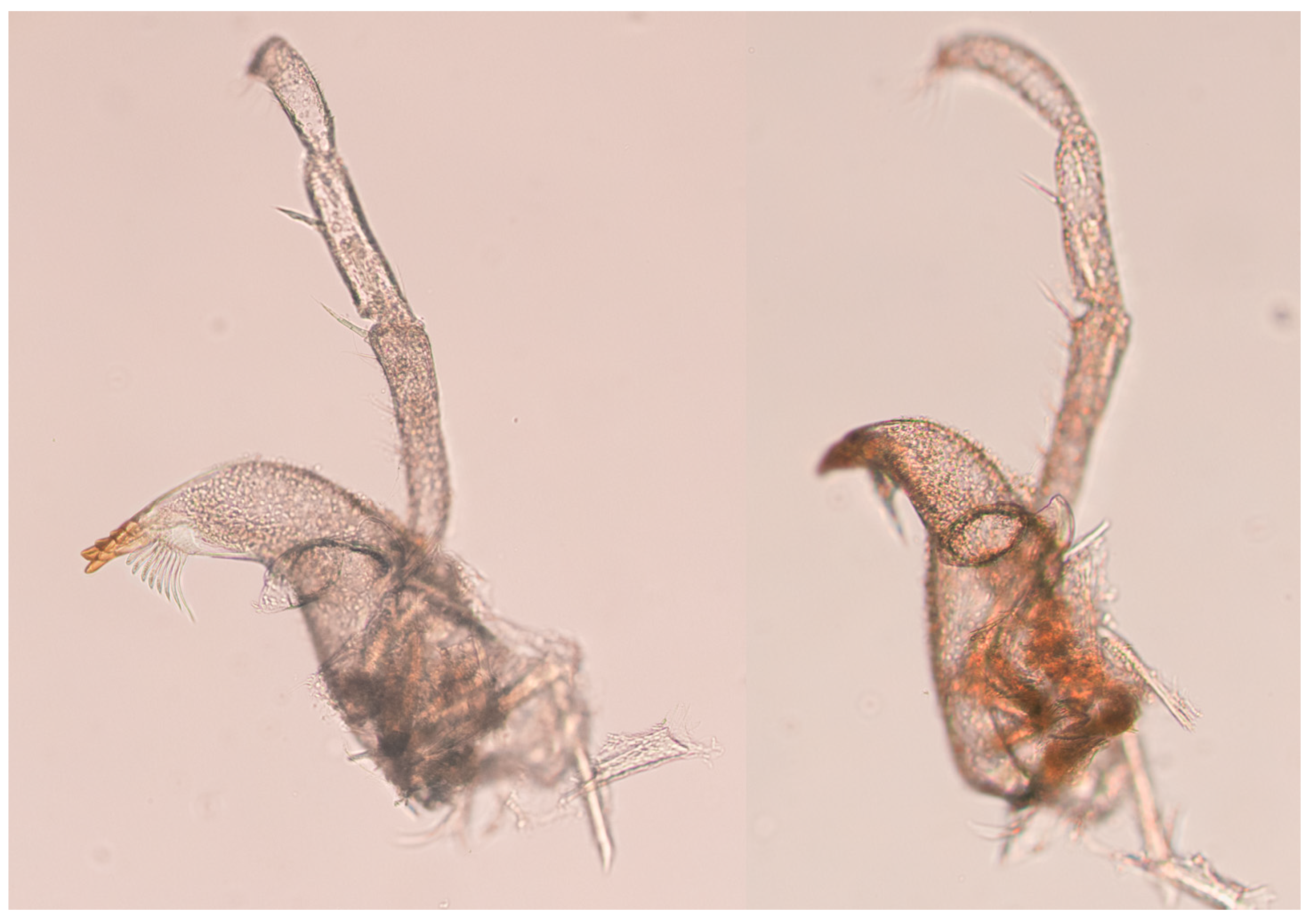 Diversity 15 00850 g008 Diversity 15 00850 g008