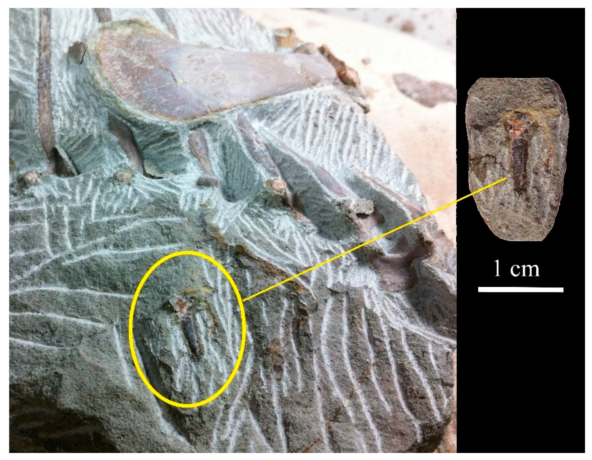 Diversity 15 00851 g006