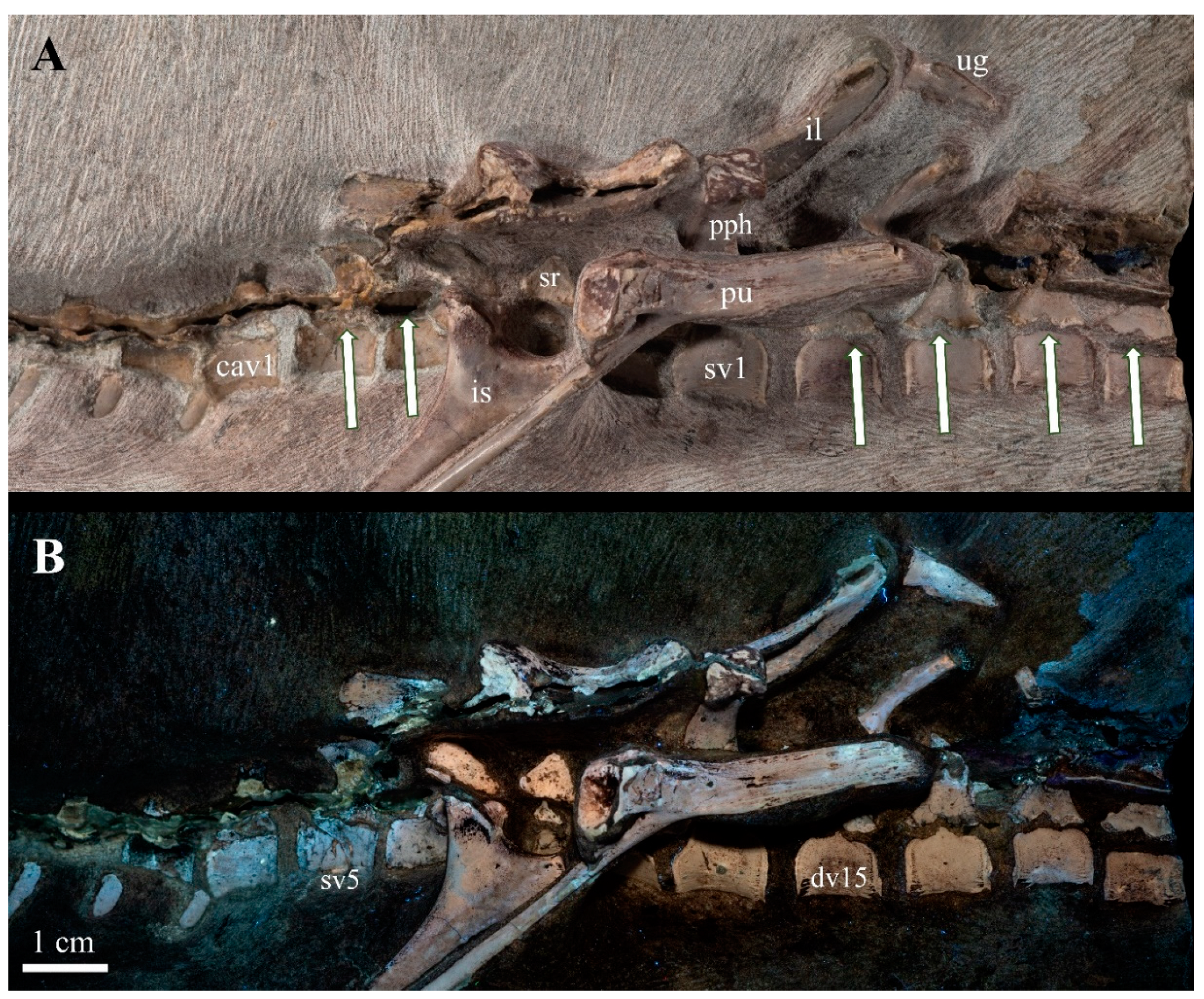 Diversity 15 00851 g008