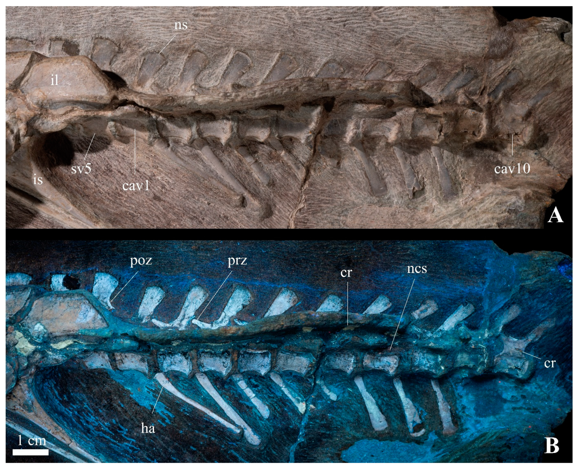 Diversity 15 00851 g009