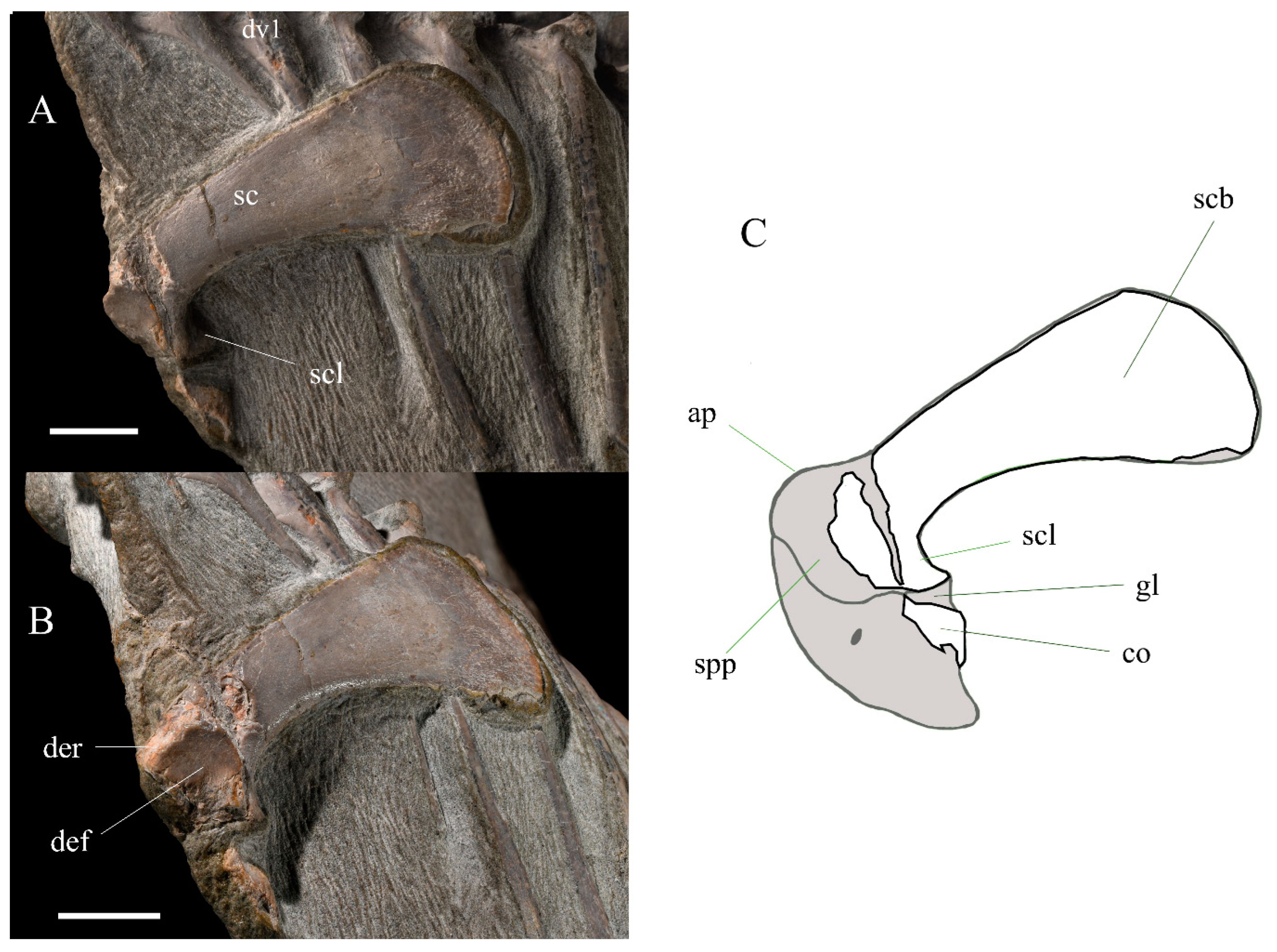 Diversity 15 00851 g011