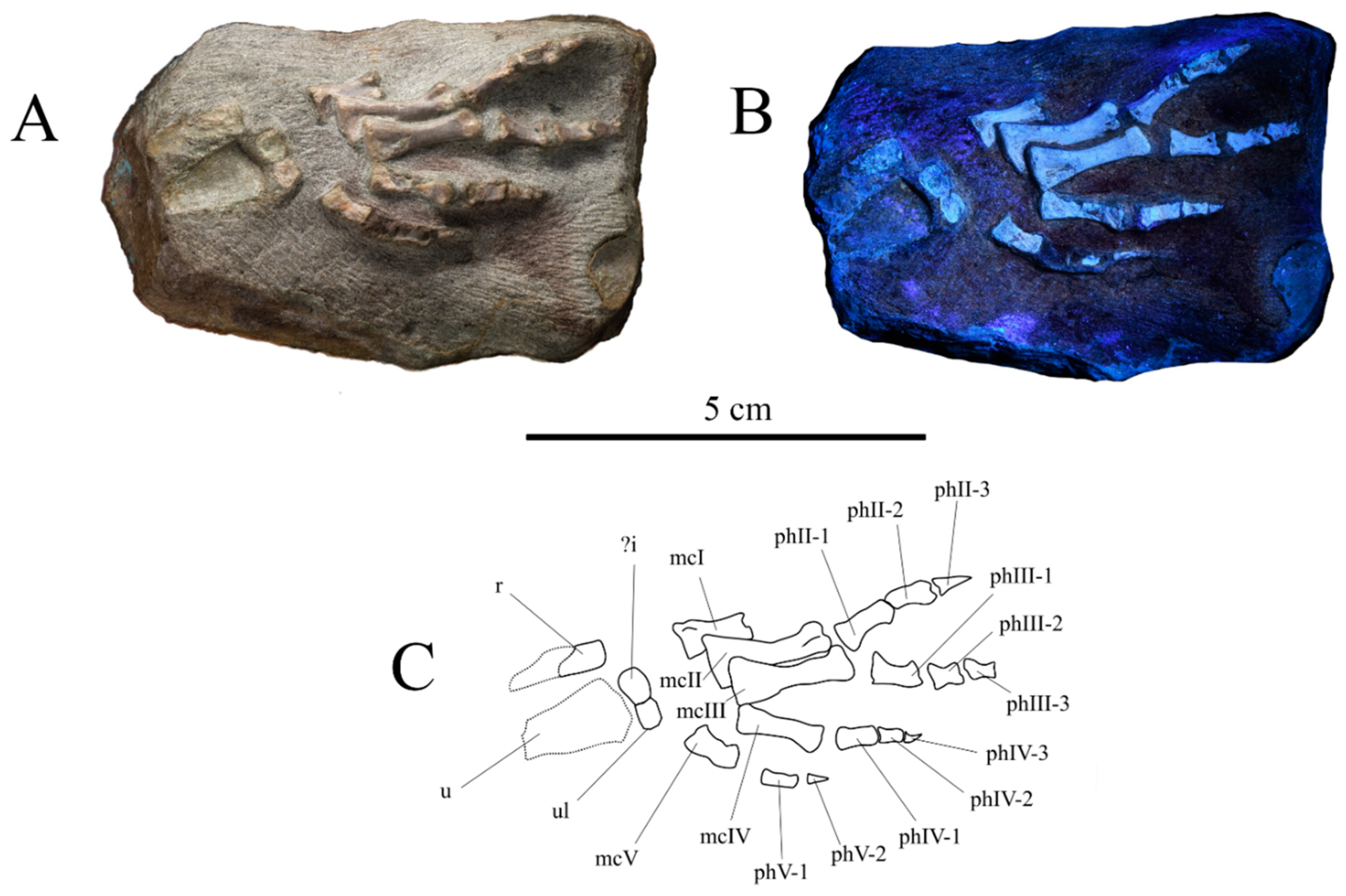 Diversity 15 00851 g012