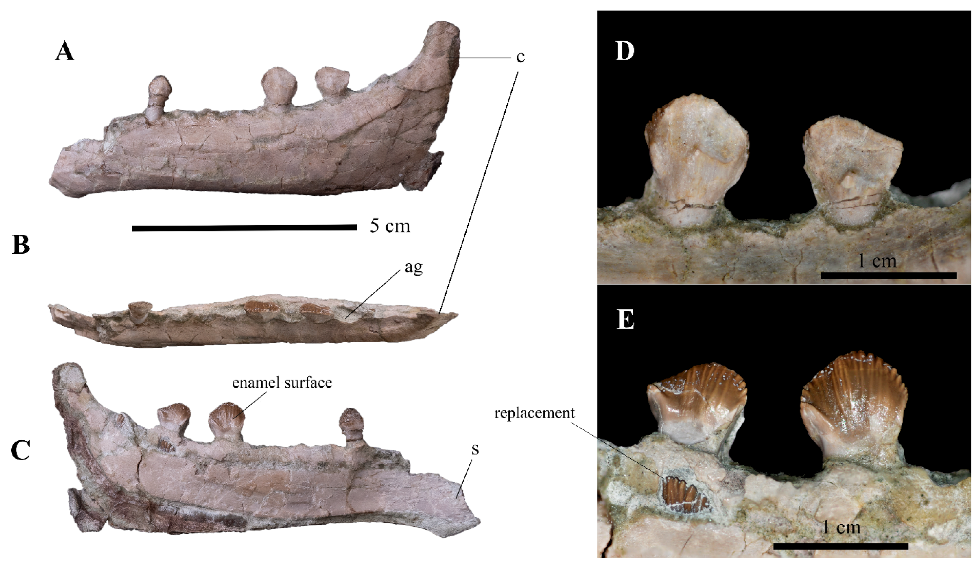 Diversity 15 00851 g016