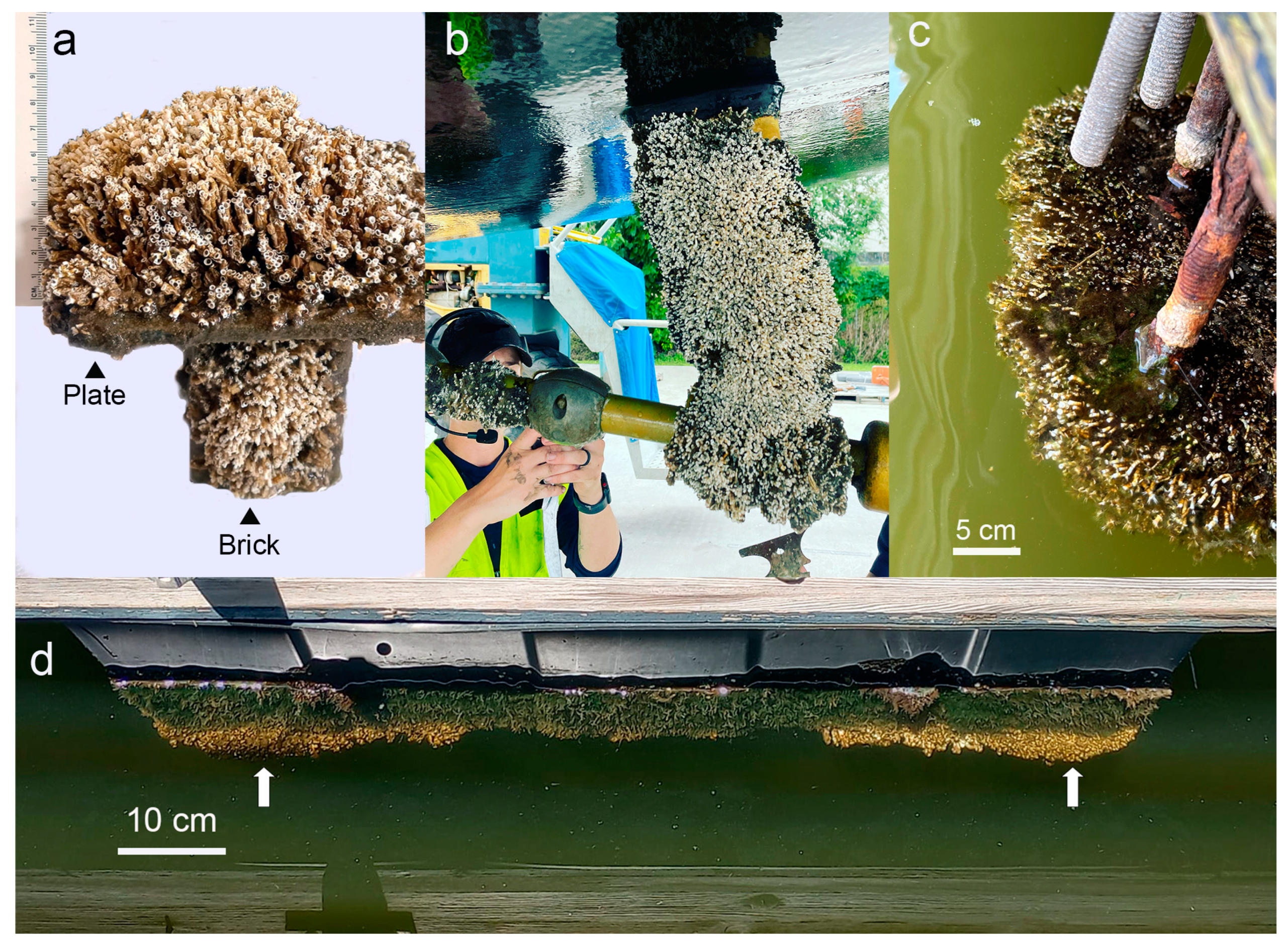 Diversity 15 00852 g001 Diversity 15 00852 g001