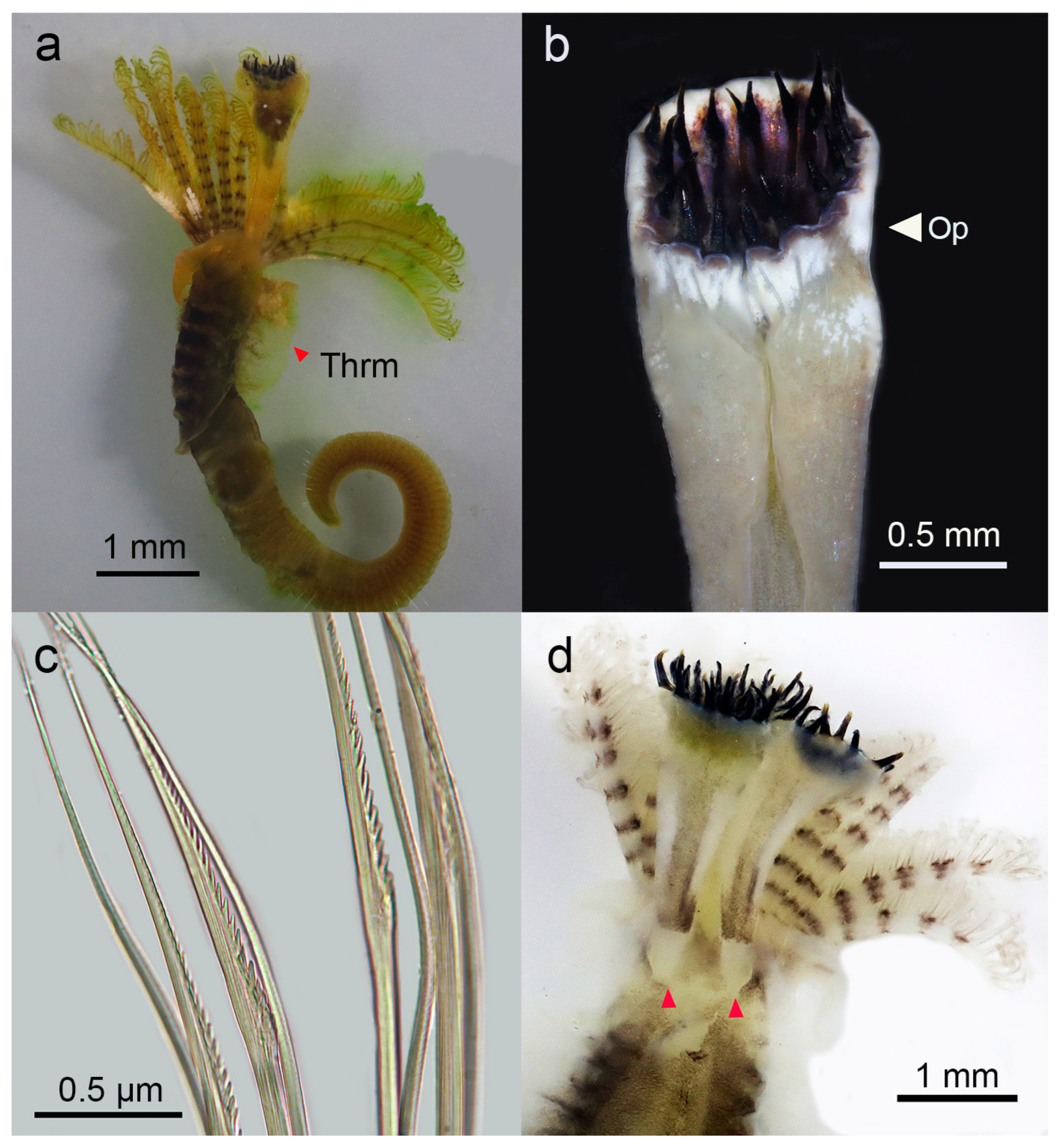 Diversity 15 00852 g003 Diversity 15 00852 g003