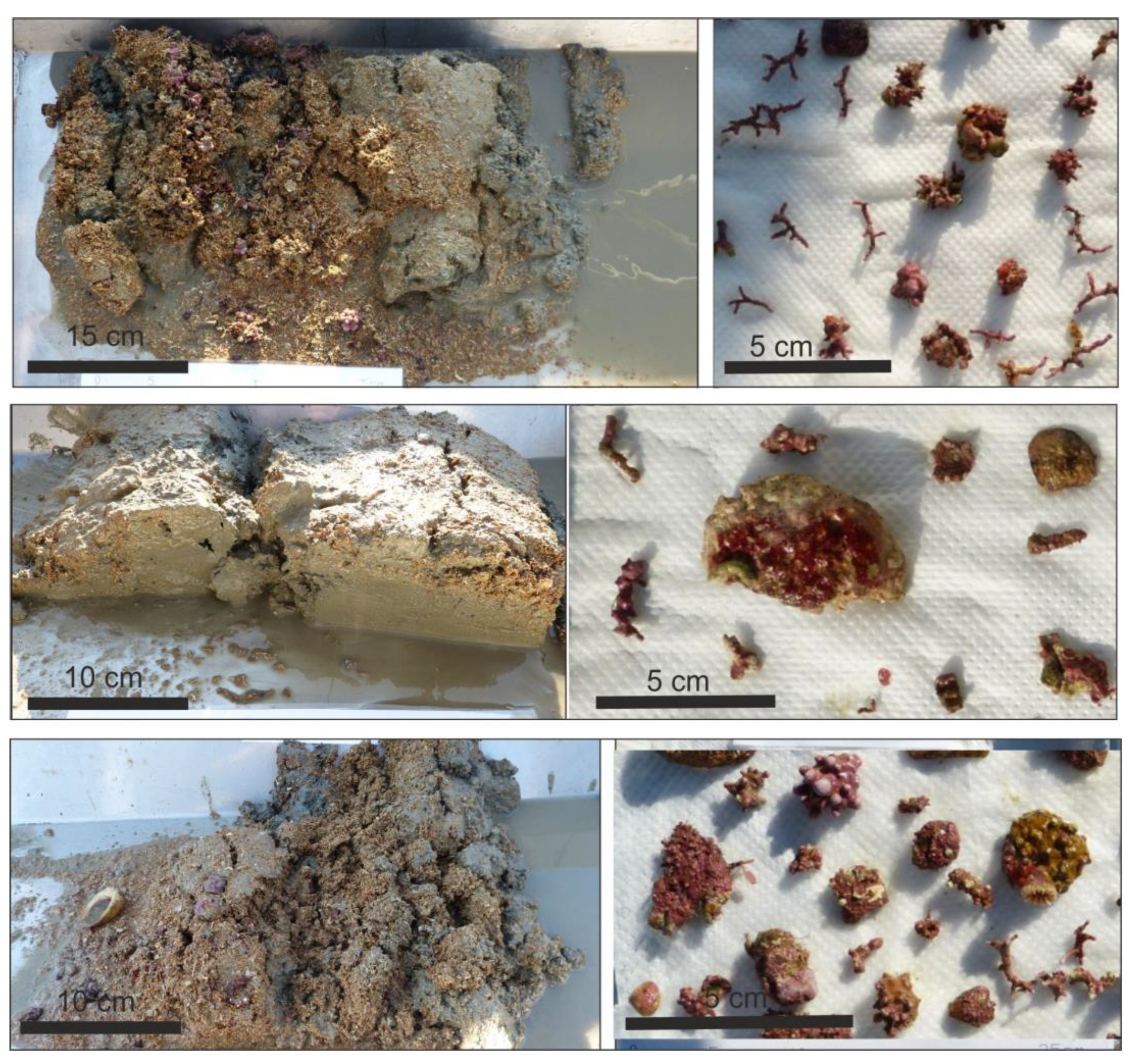 Diversity 15 00859 g005