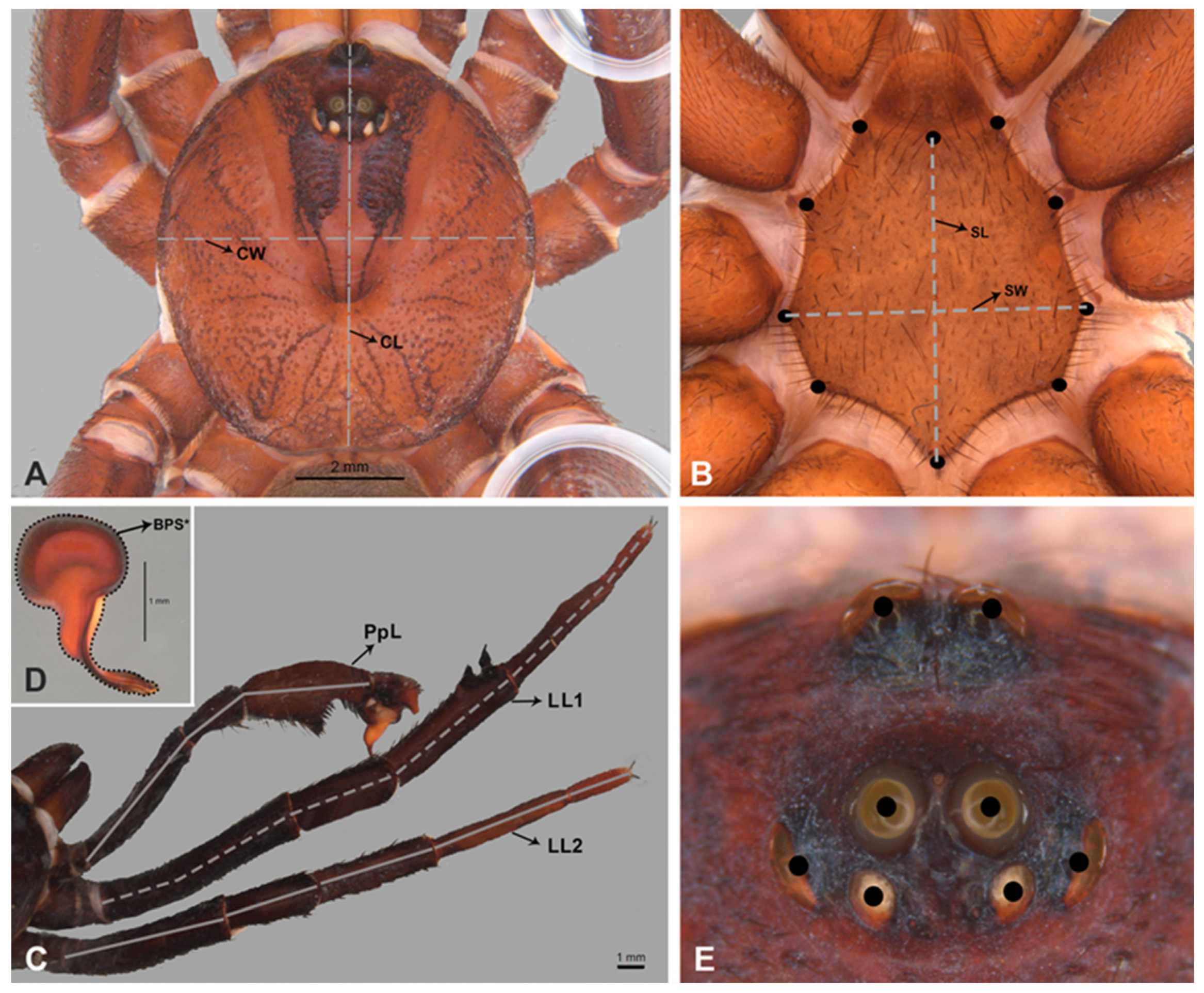 Diversity 15 00861 g002