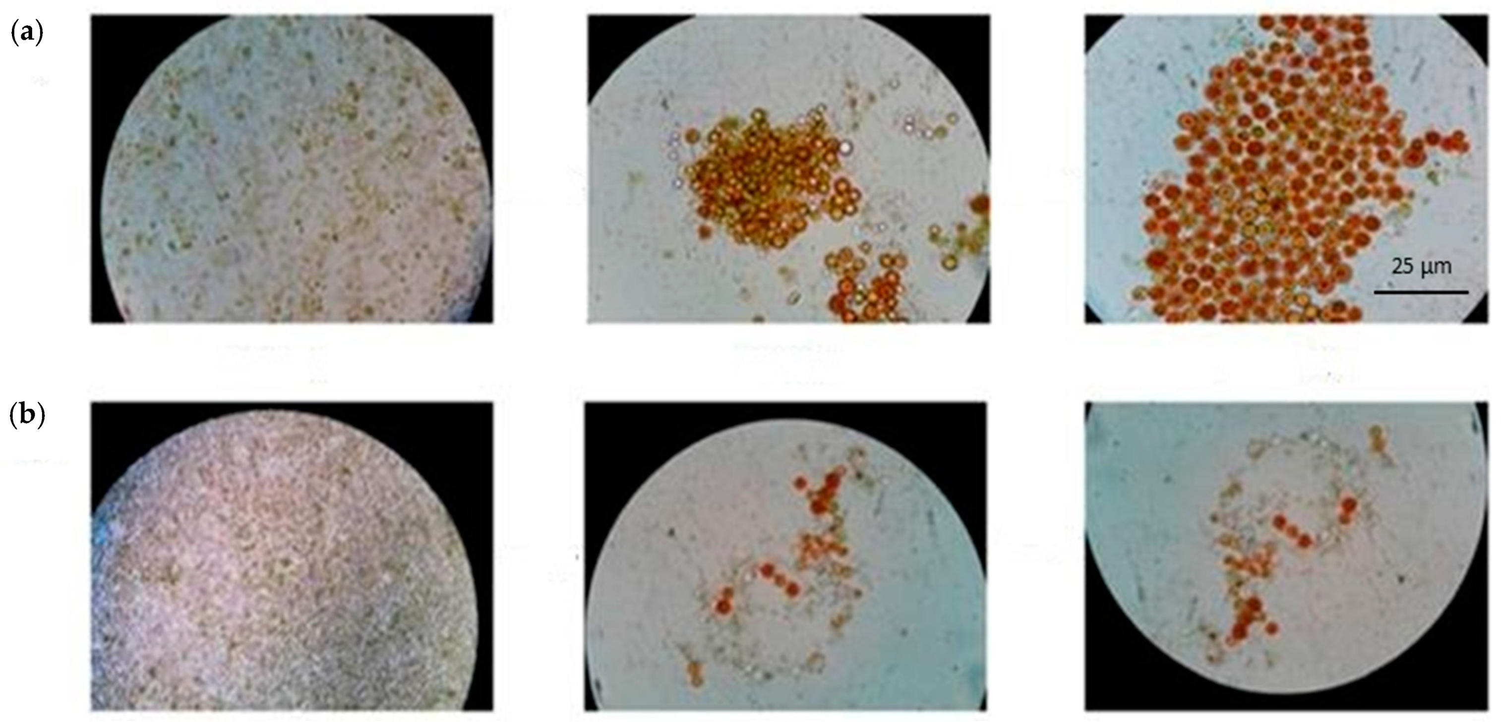 Diversity 15 00862 g001