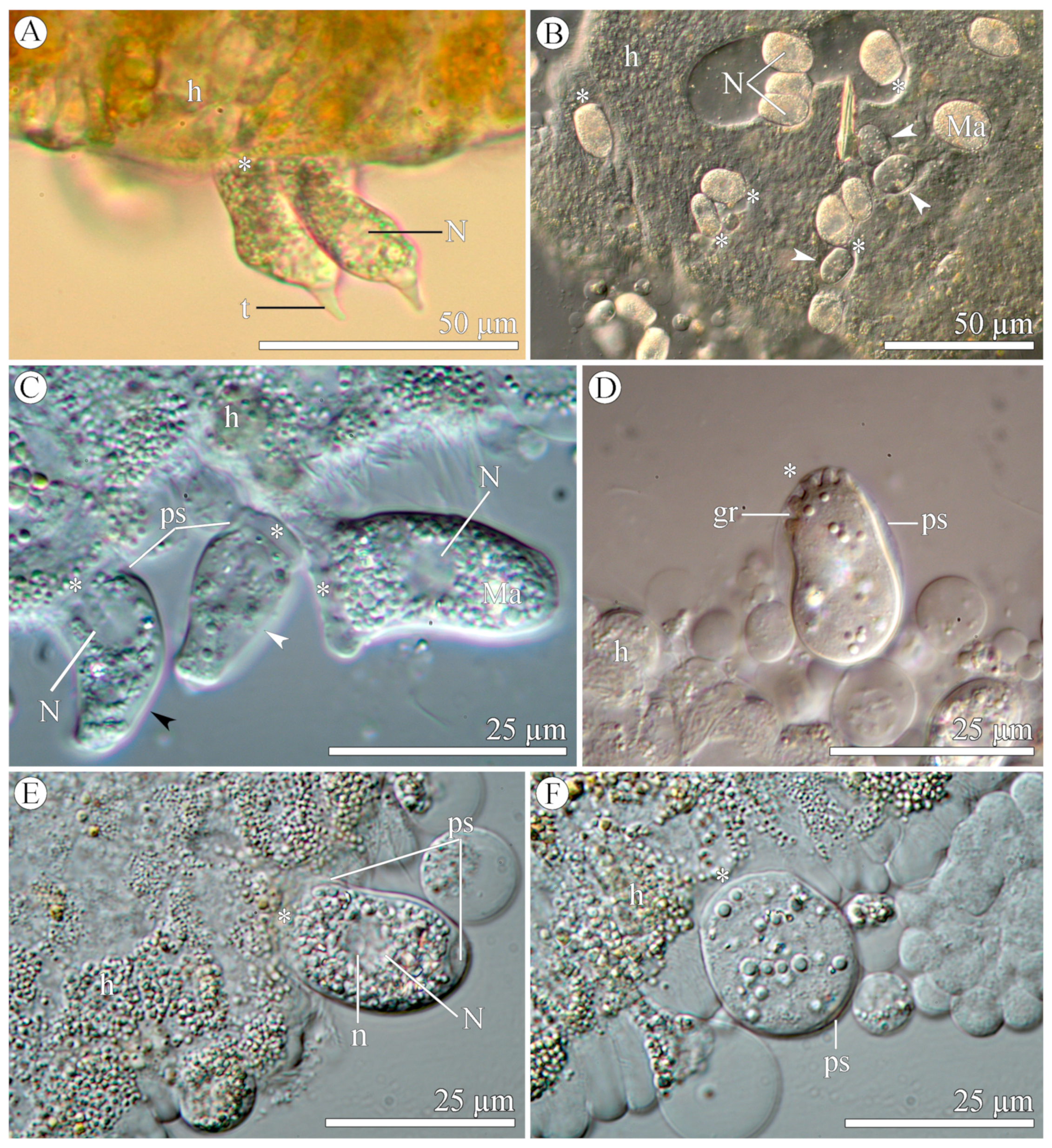 Diversity 15 00863 g001 Diversity 15 00863 g001