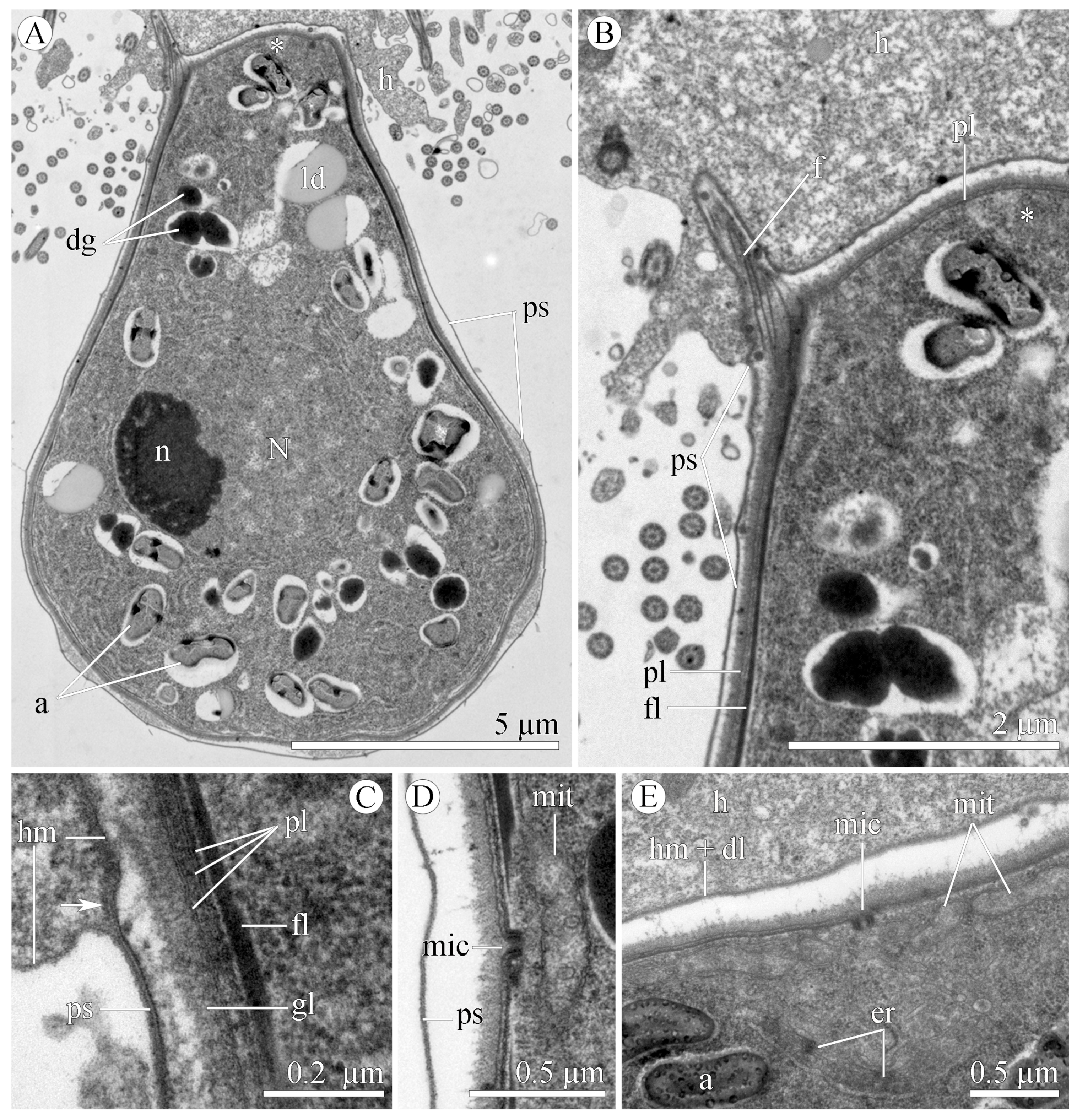 Diversity 15 00863 g003 Diversity 15 00863 g003