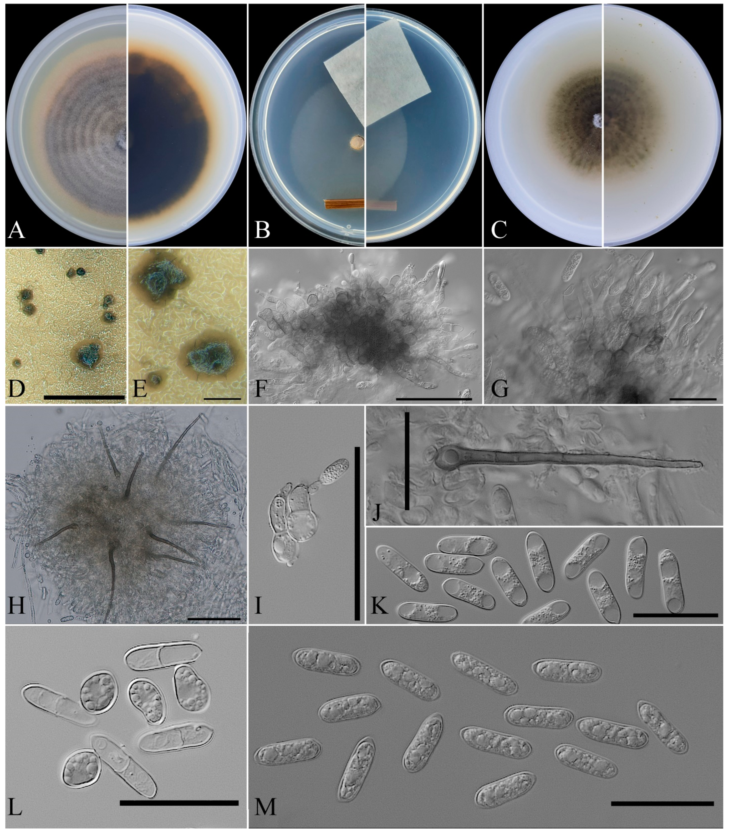 Diversity 15 00866 g003 Diversity 15 00866 g003