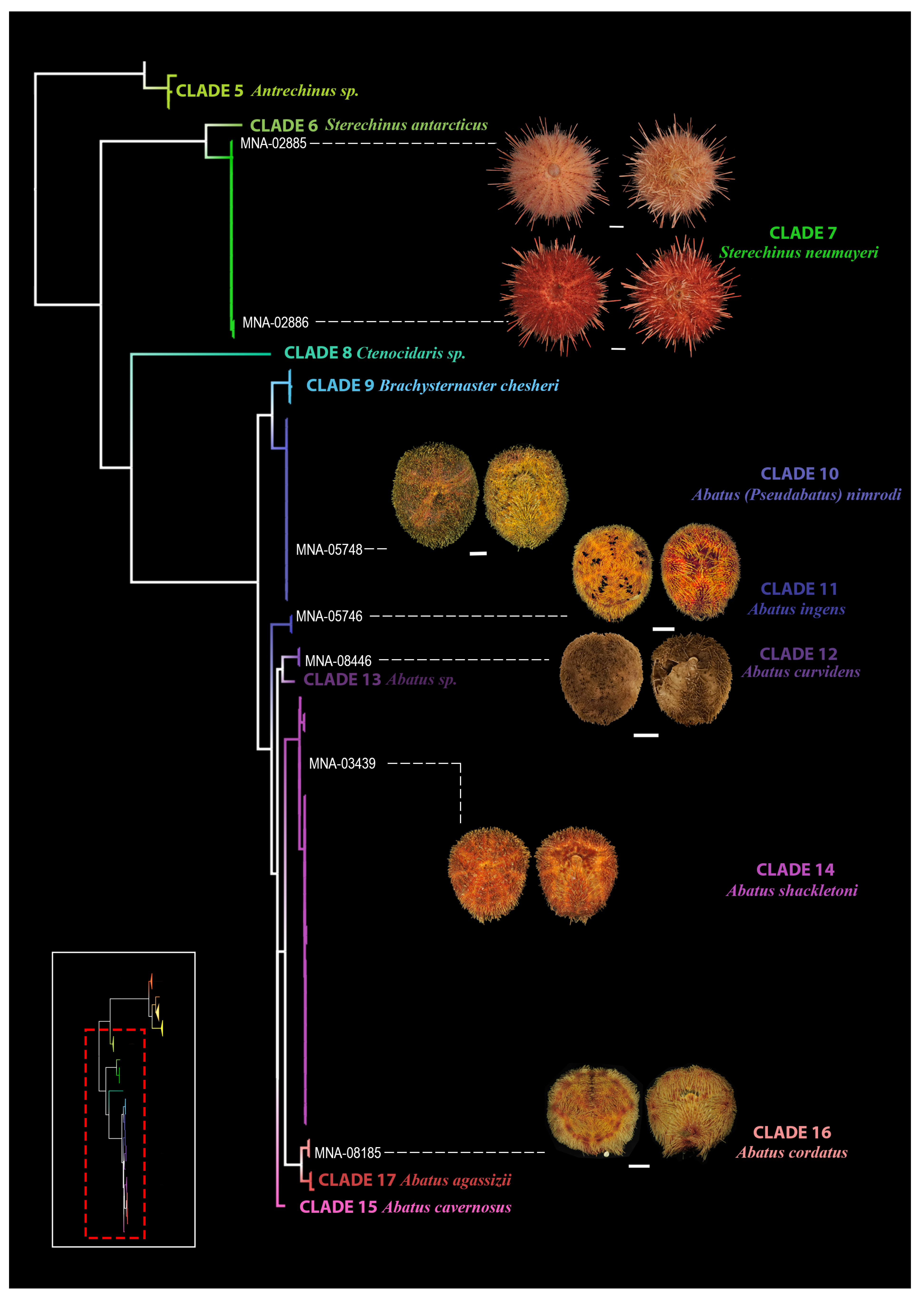 Diversity 15 00875 g004 Diversity 15 00875 g004