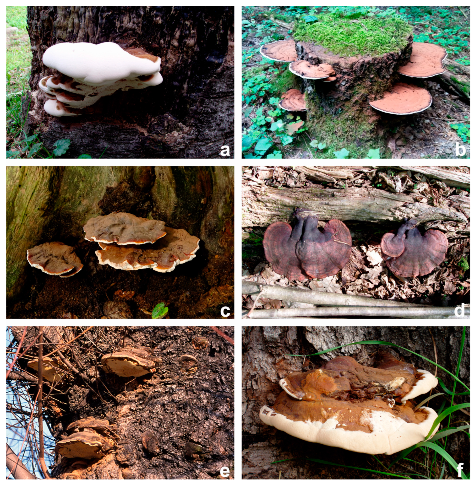 Diversity 15 00882 g001 Diversity 15 00882 g001