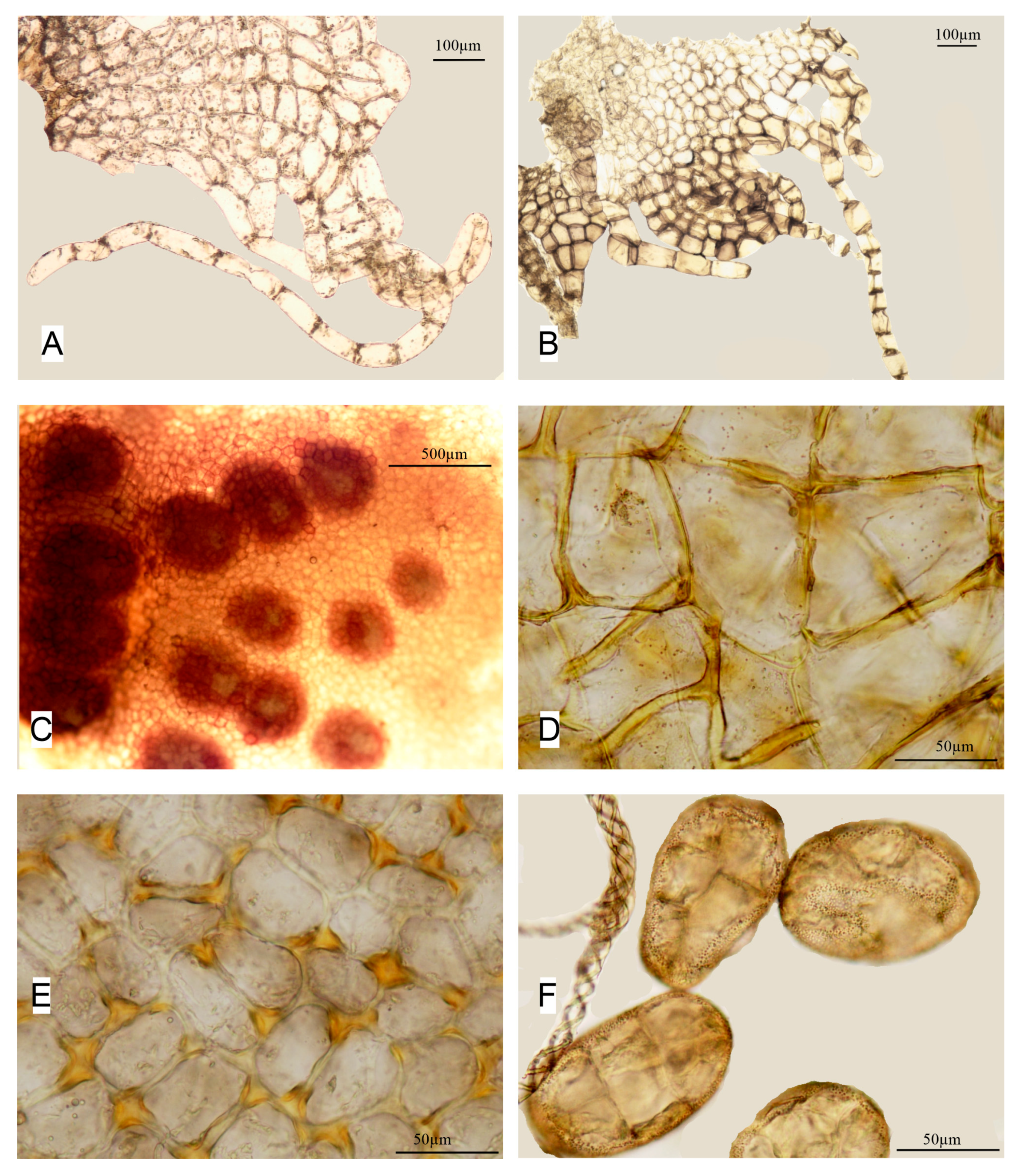 Diversity 15 00887 g006 Diversity 15 00887 g006