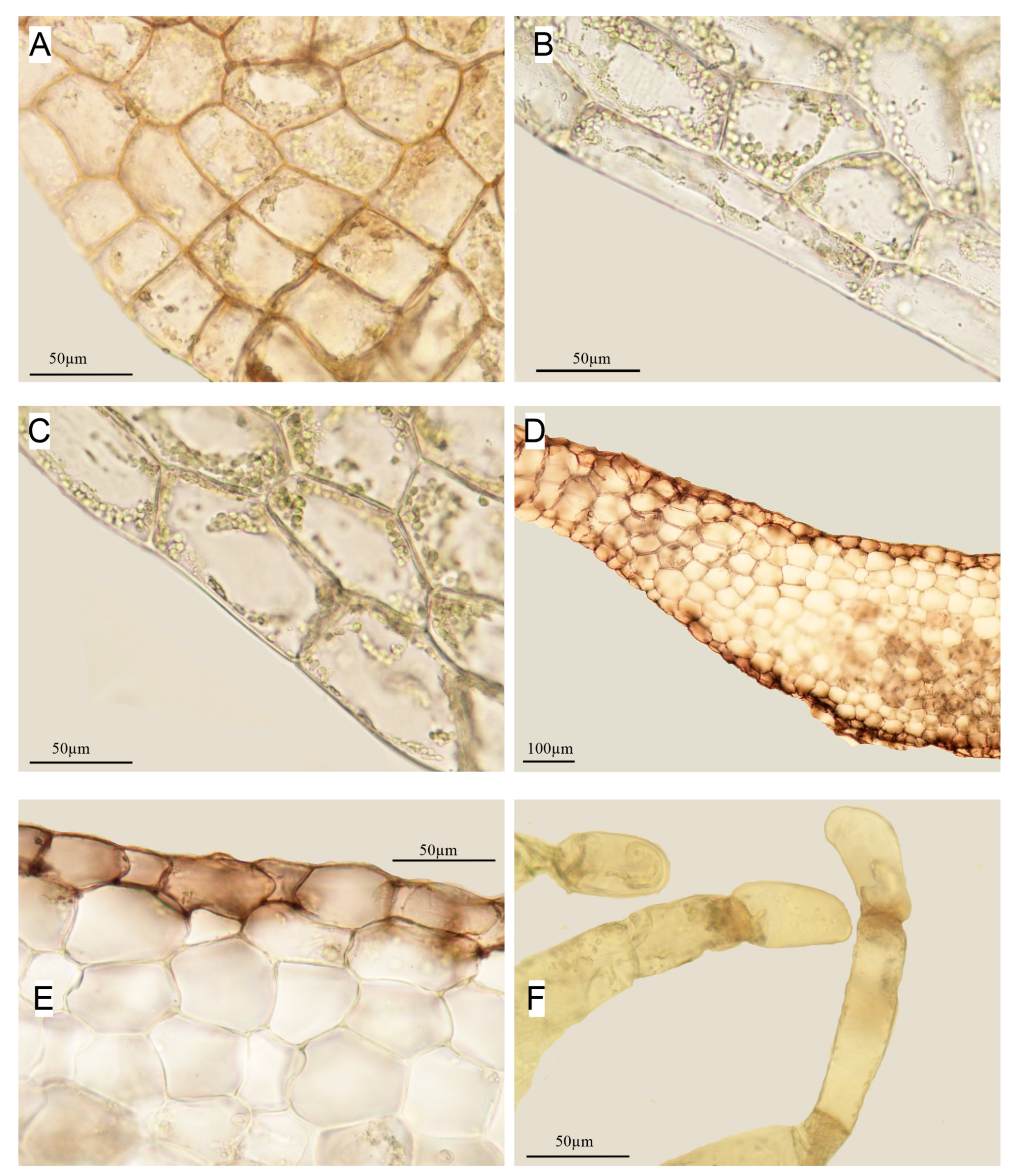 Diversity 15 00887 g007 Diversity 15 00887 g007