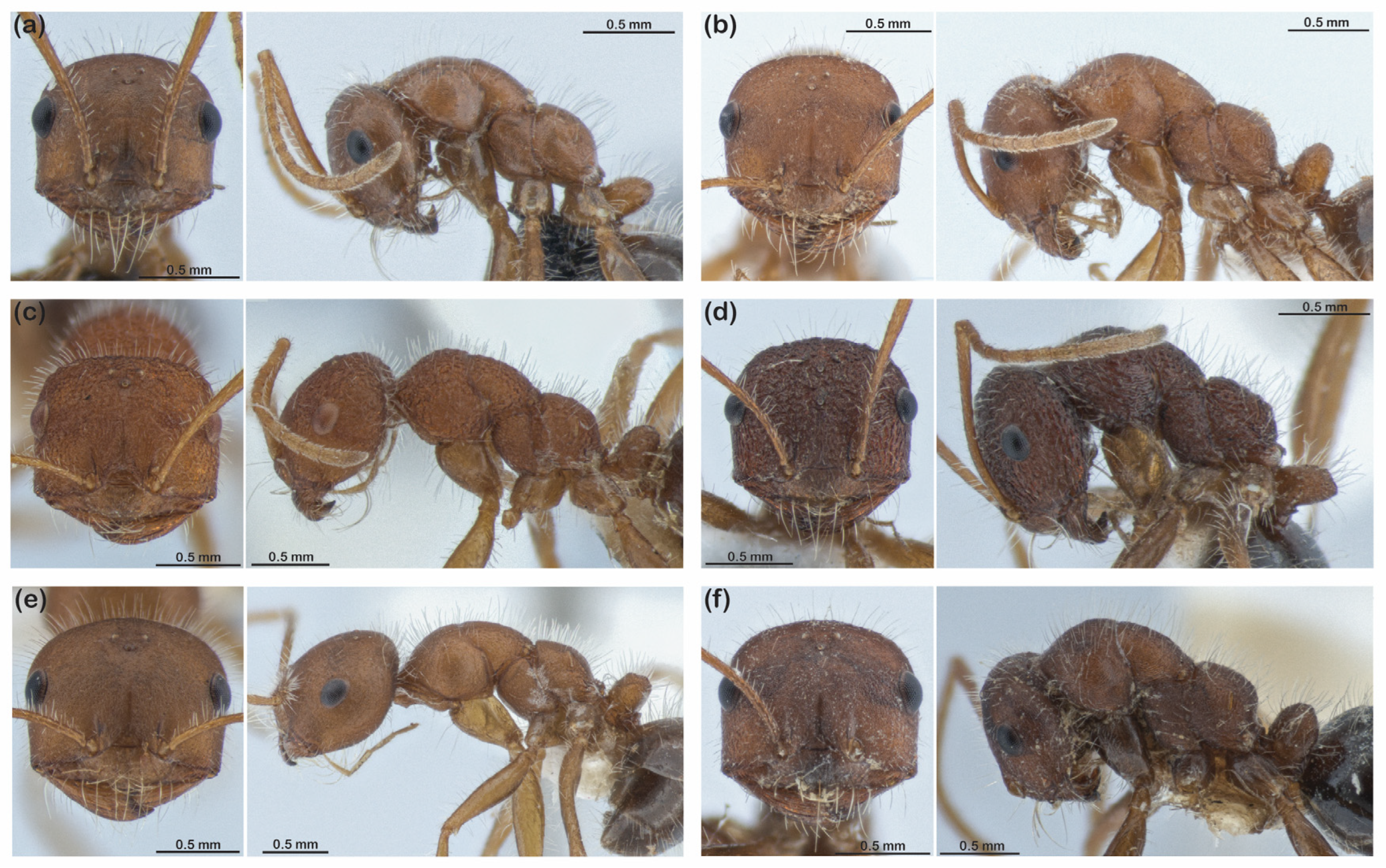 Diversity 15 00892 g004