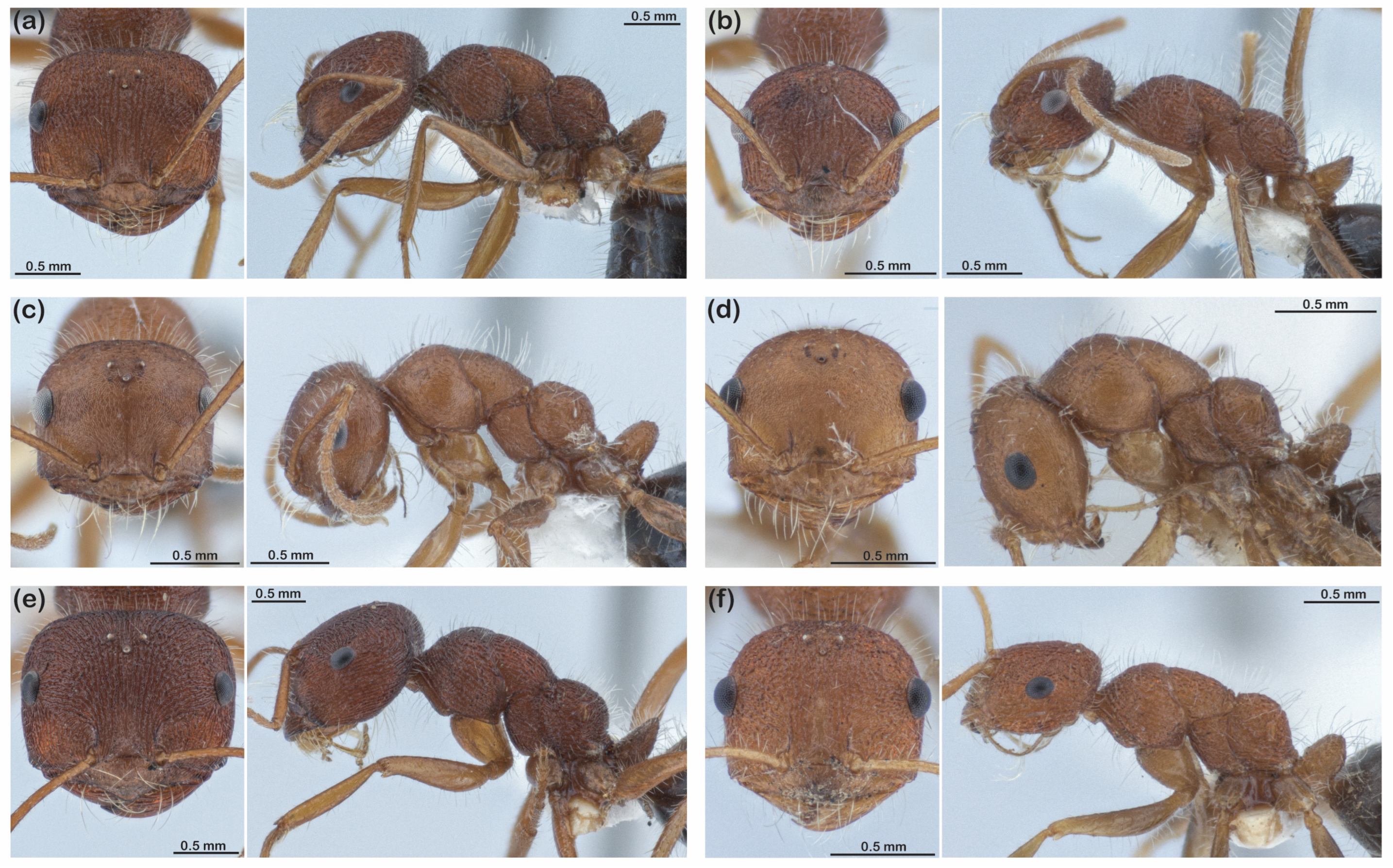 Diversity 15 00892 g006