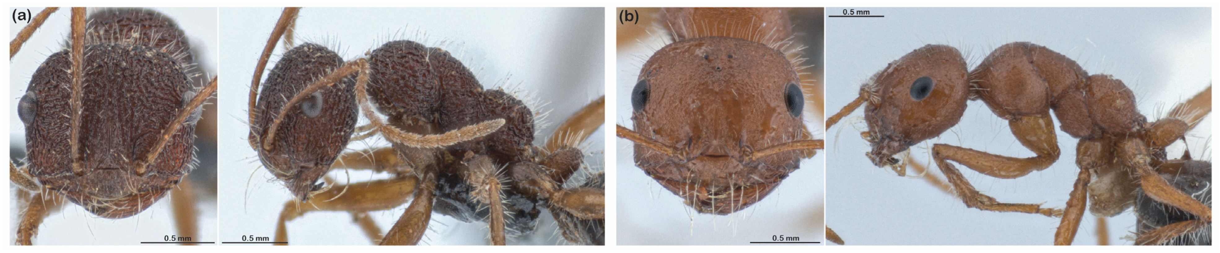 Diversity 15 00892 g007